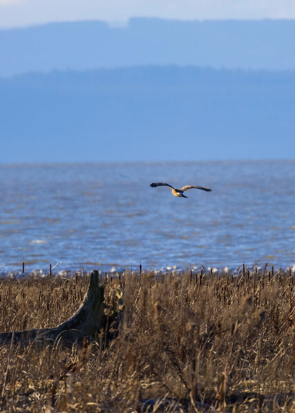 2024 12 Reifel and Vancouver Xmas - 13.jpeg
