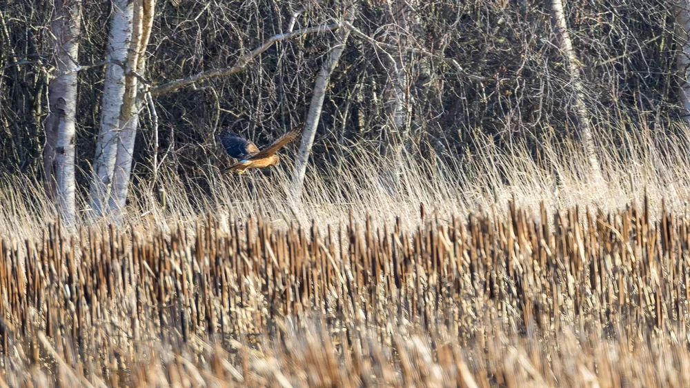  And a different harrier, hunting along the tree line. 