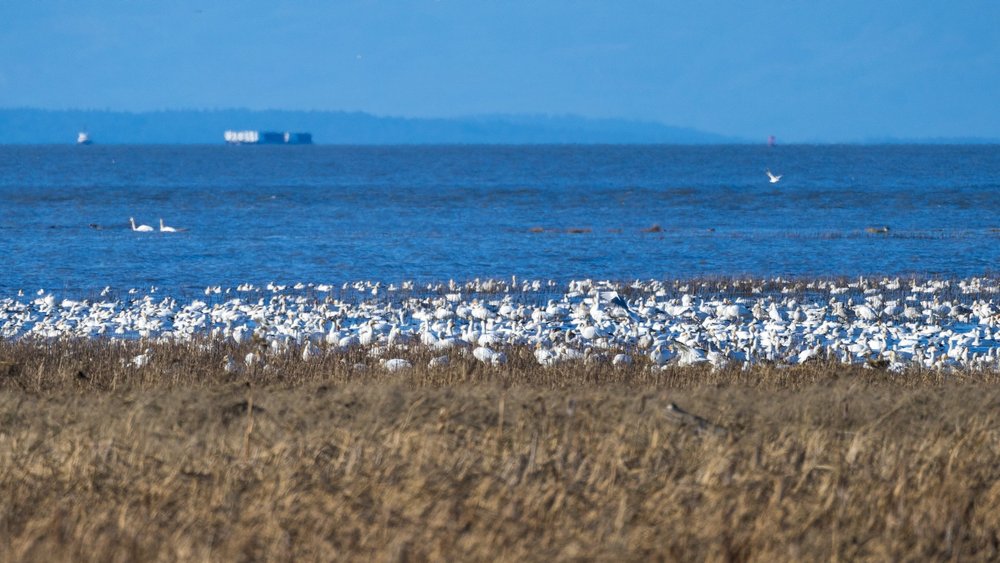 2024 12 Reifel and Vancouver Xmas - 15.jpeg