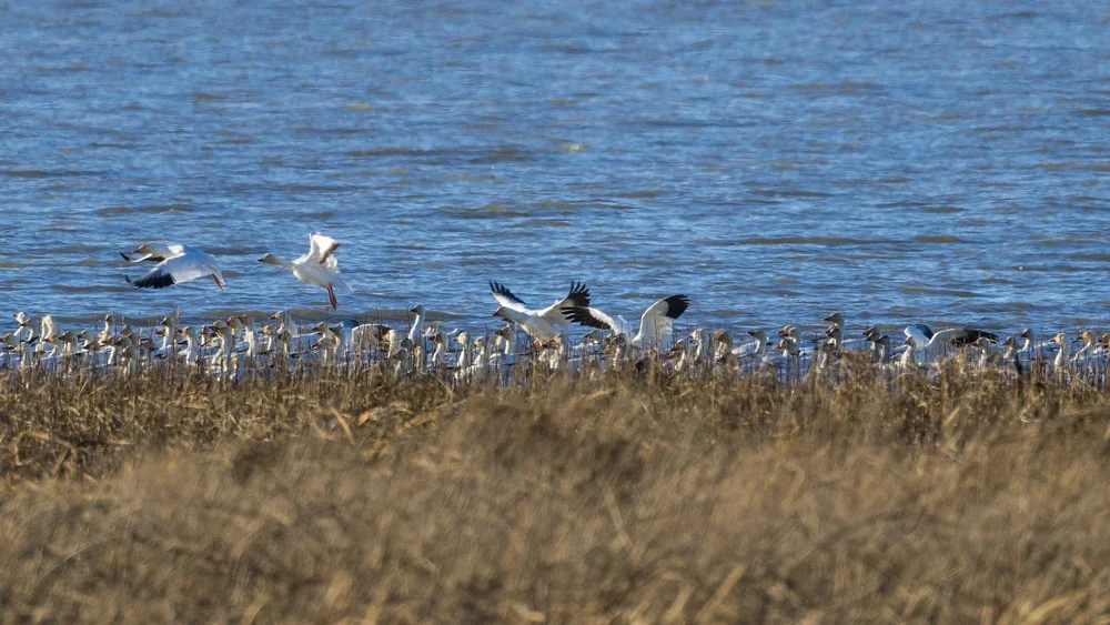 2024 12 Reifel and Vancouver Xmas - 16.jpeg