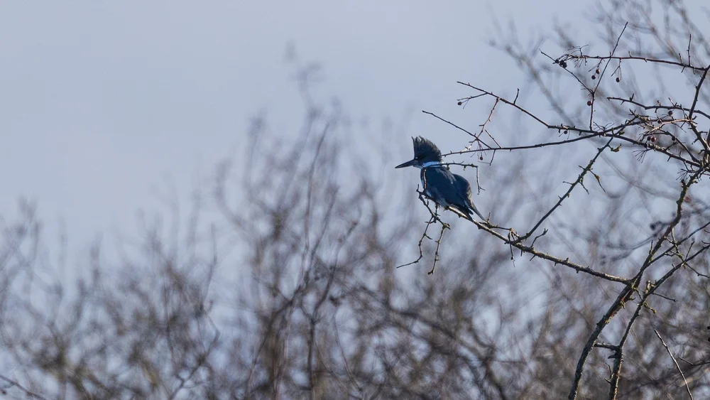 2024 12 Reifel and Vancouver Xmas - 21.jpeg
