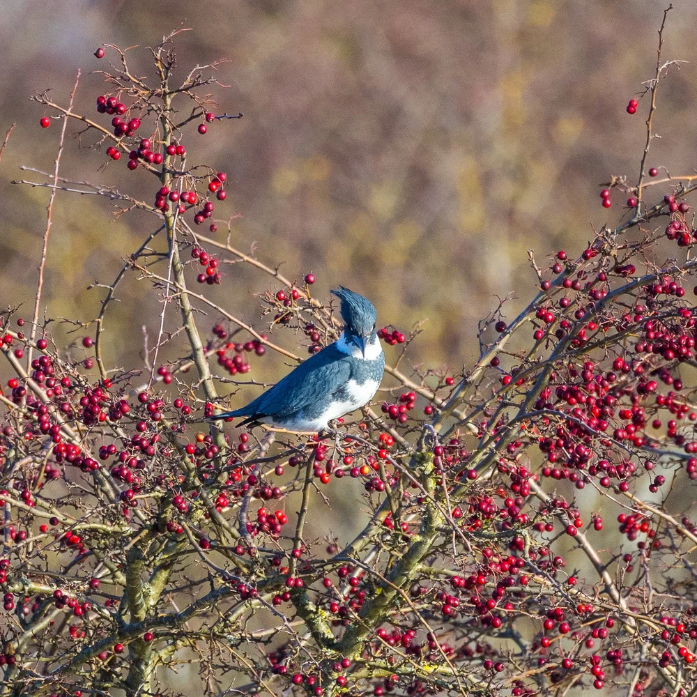 2024 12 Reifel and Vancouver Xmas - 22.jpeg