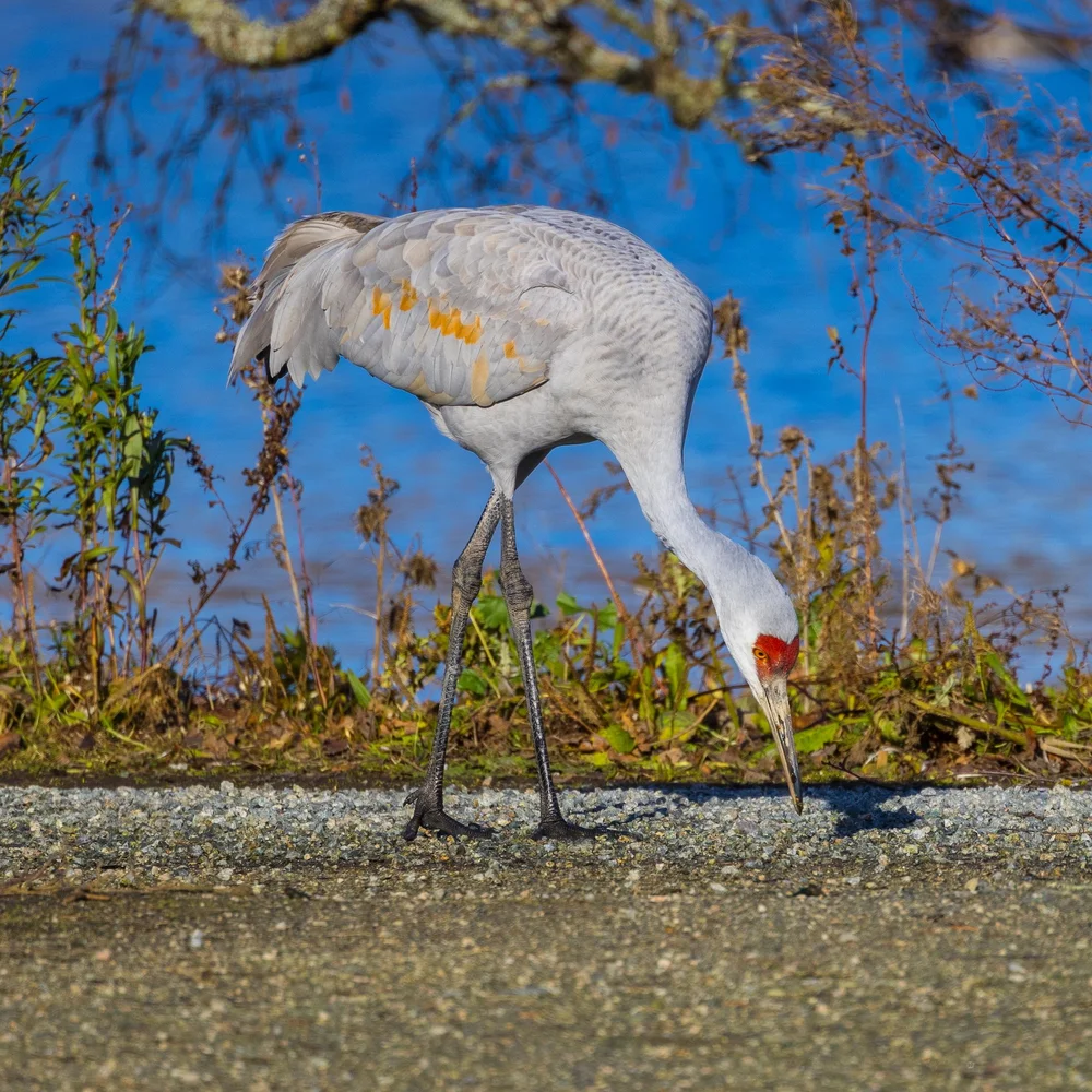 2024 12 Reifel and Vancouver Xmas - 26.jpeg