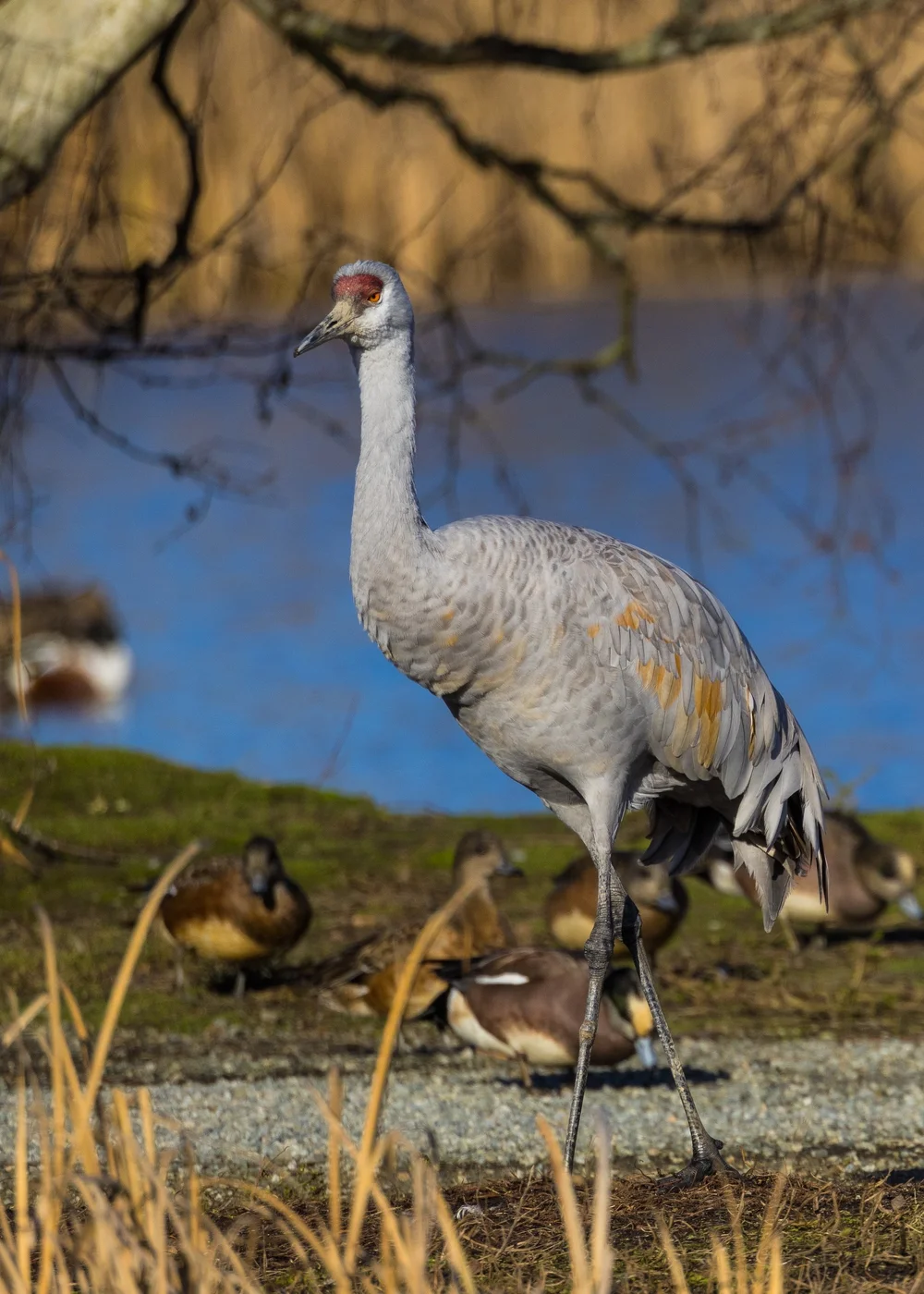 2024 12 Reifel and Vancouver Xmas - 27.jpeg