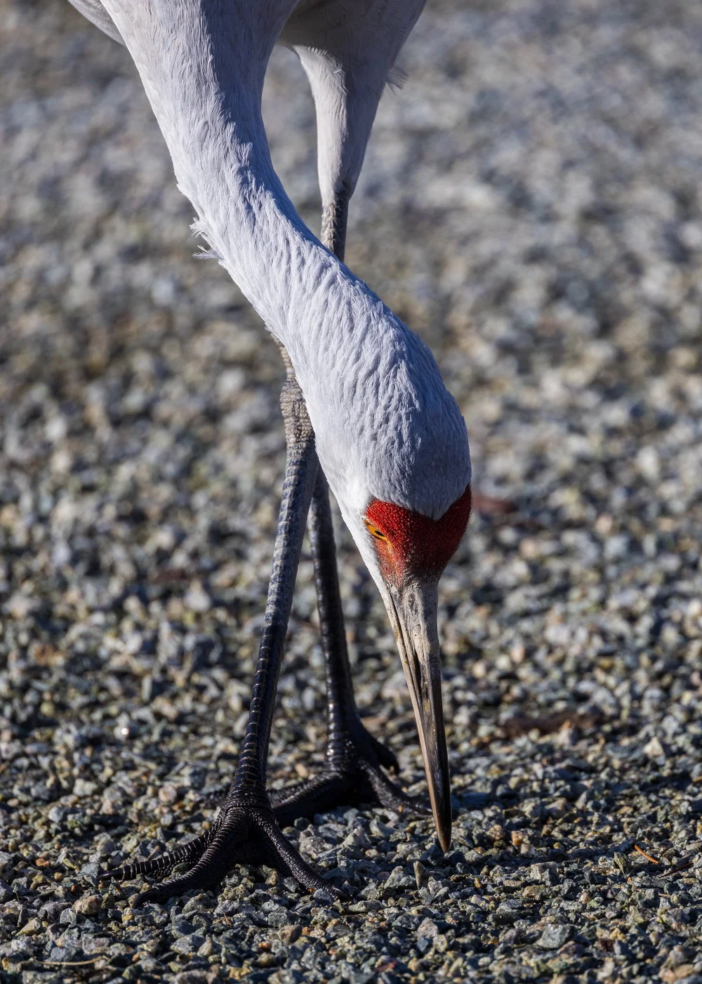 2024 12 Reifel and Vancouver Xmas - 29.jpeg