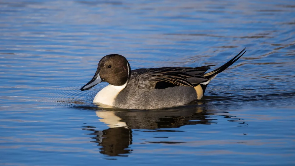  Northern Pintail 