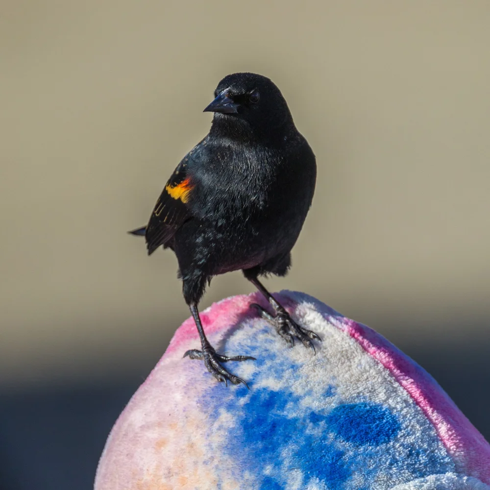  Red-winged Blackbird, sitting on the head of a small child. 