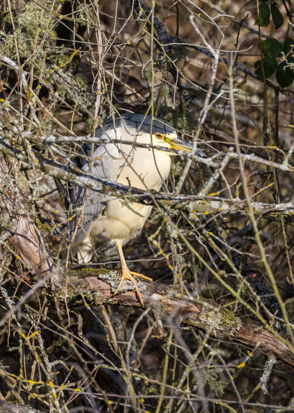  Black-crowned Night Heron 