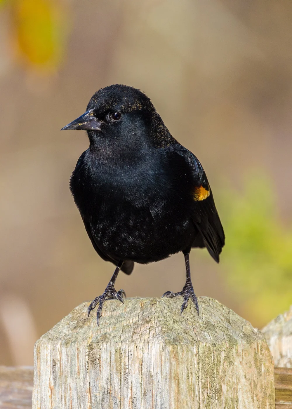  Red-winged Blackbird 
