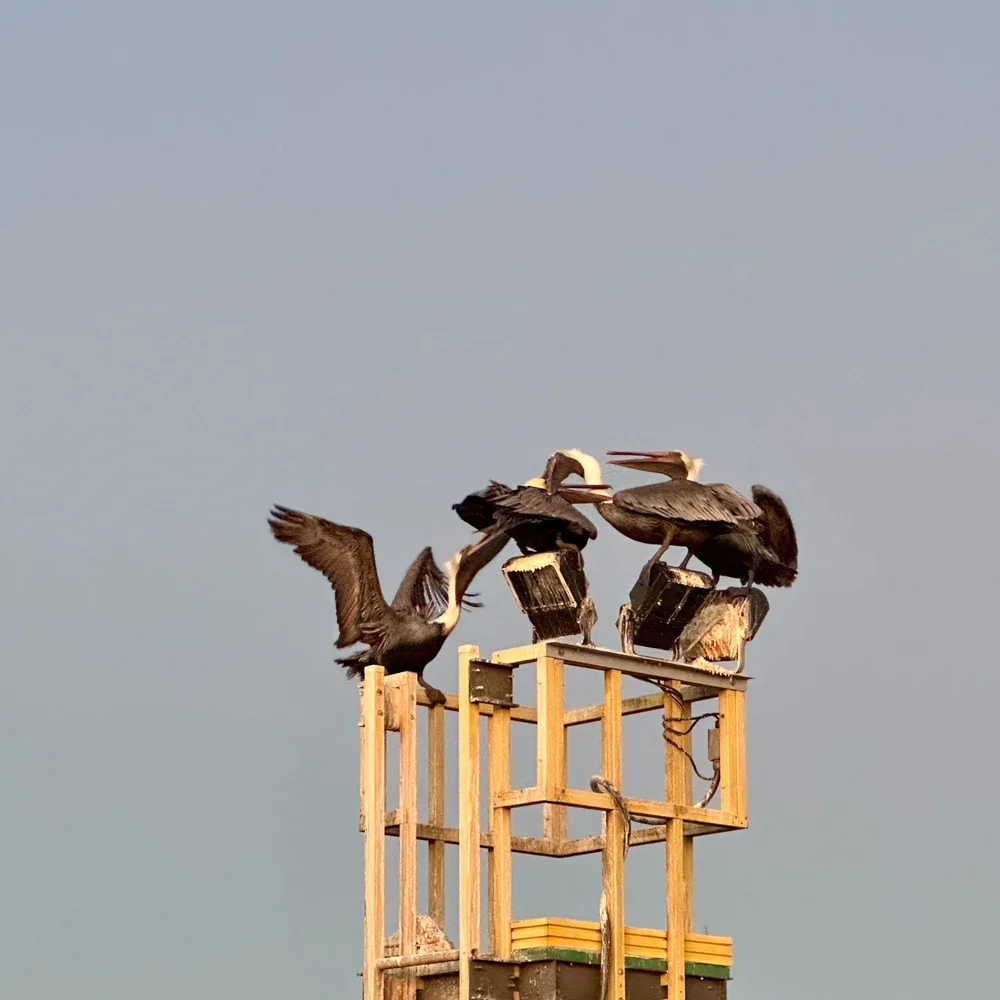  The pelicans were squawking and fighting with each other. I think they were mostly juveniles, still being fed by their parents.  