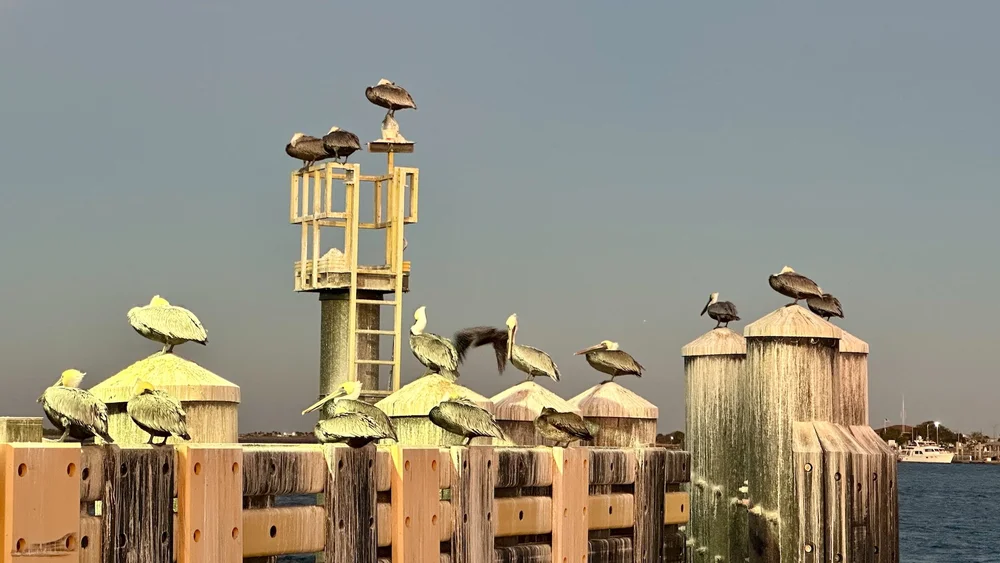  While I was enamored with the pelicans, Dan was clearly over them. I guess when you see them all the time - but they were cool to me! 