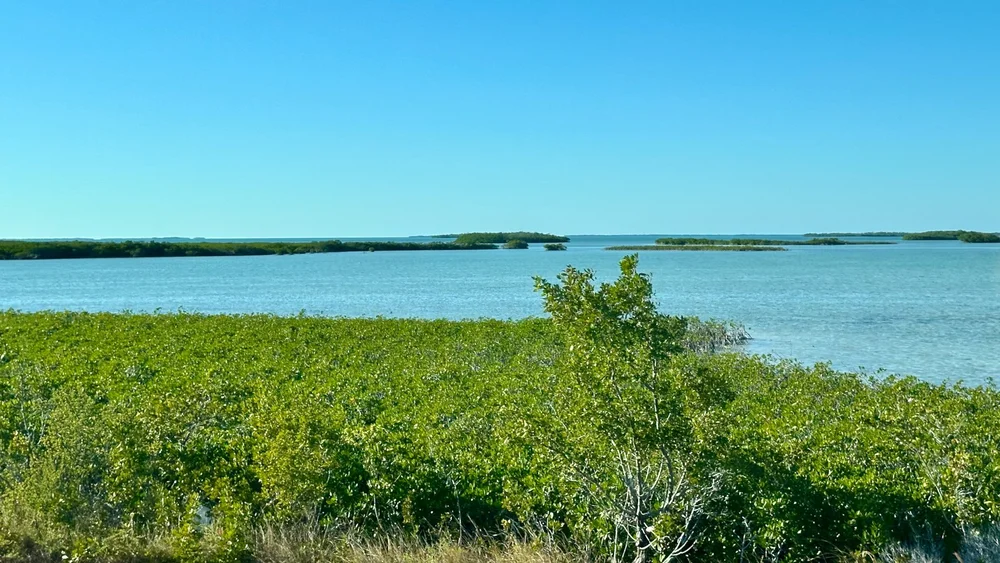  Some of the mangroves (I think) 