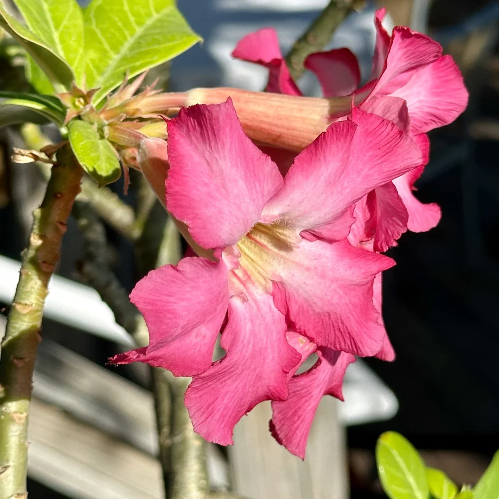 2024 Key West - 69.jpeg