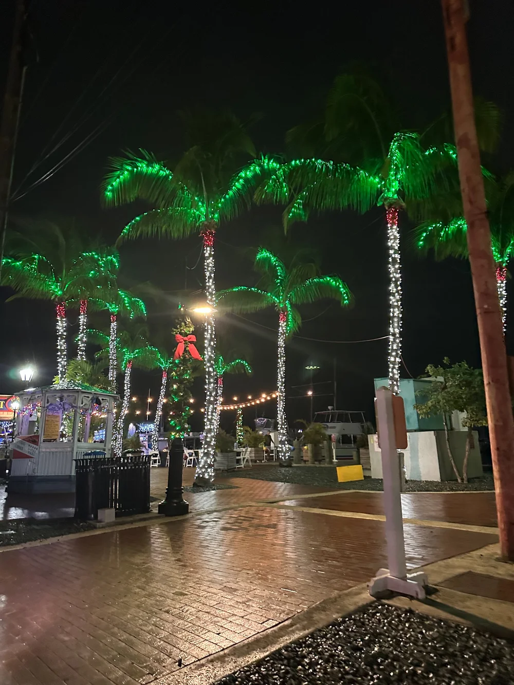  Even palm trees can be Christmasy 