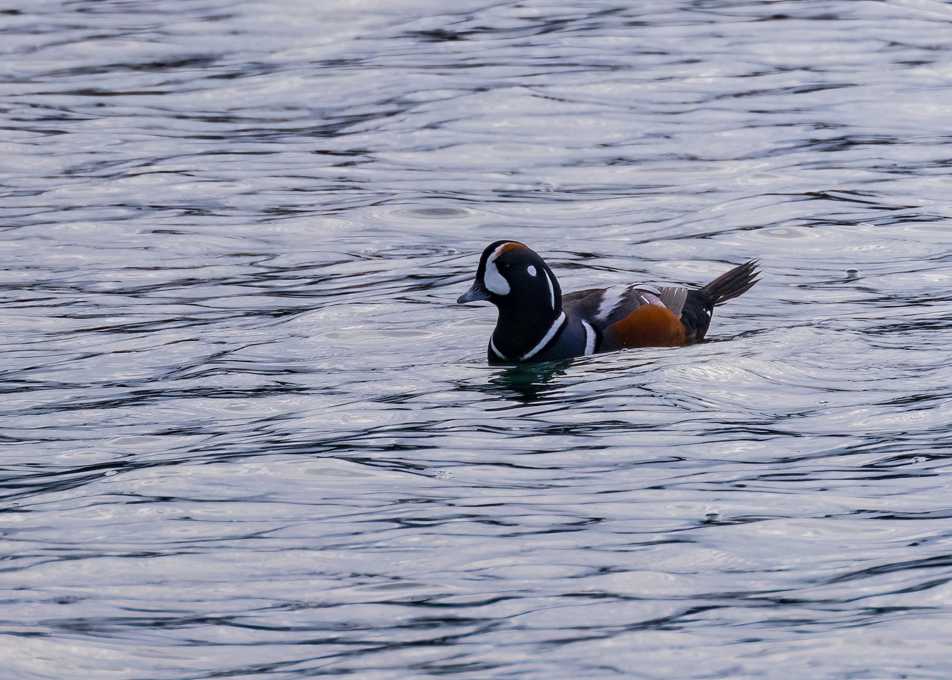 It’s not a very good shot, but there was a couple of very beautiful Harlequin Ducks.  