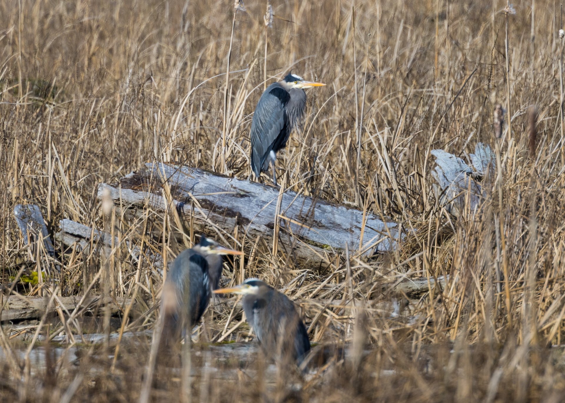  Out on the marsh, there were 15-20 herons in this one area.  