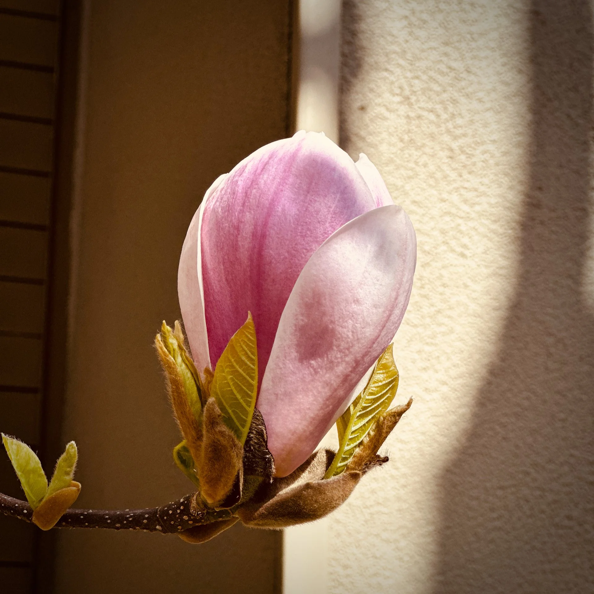 The magnolias are another early bloomer. Some are already done!