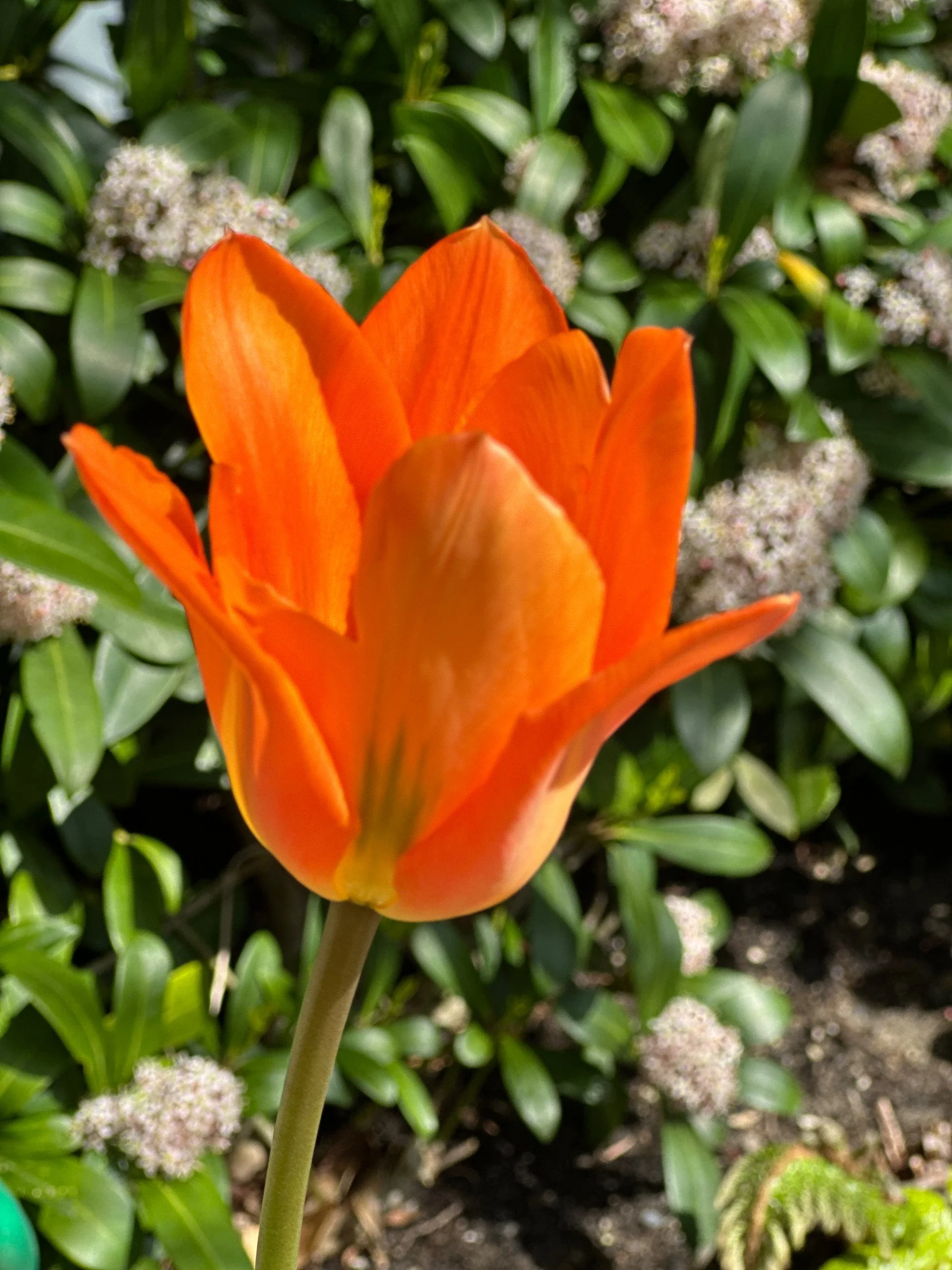 I haven’t seen a lot of orange tulips.