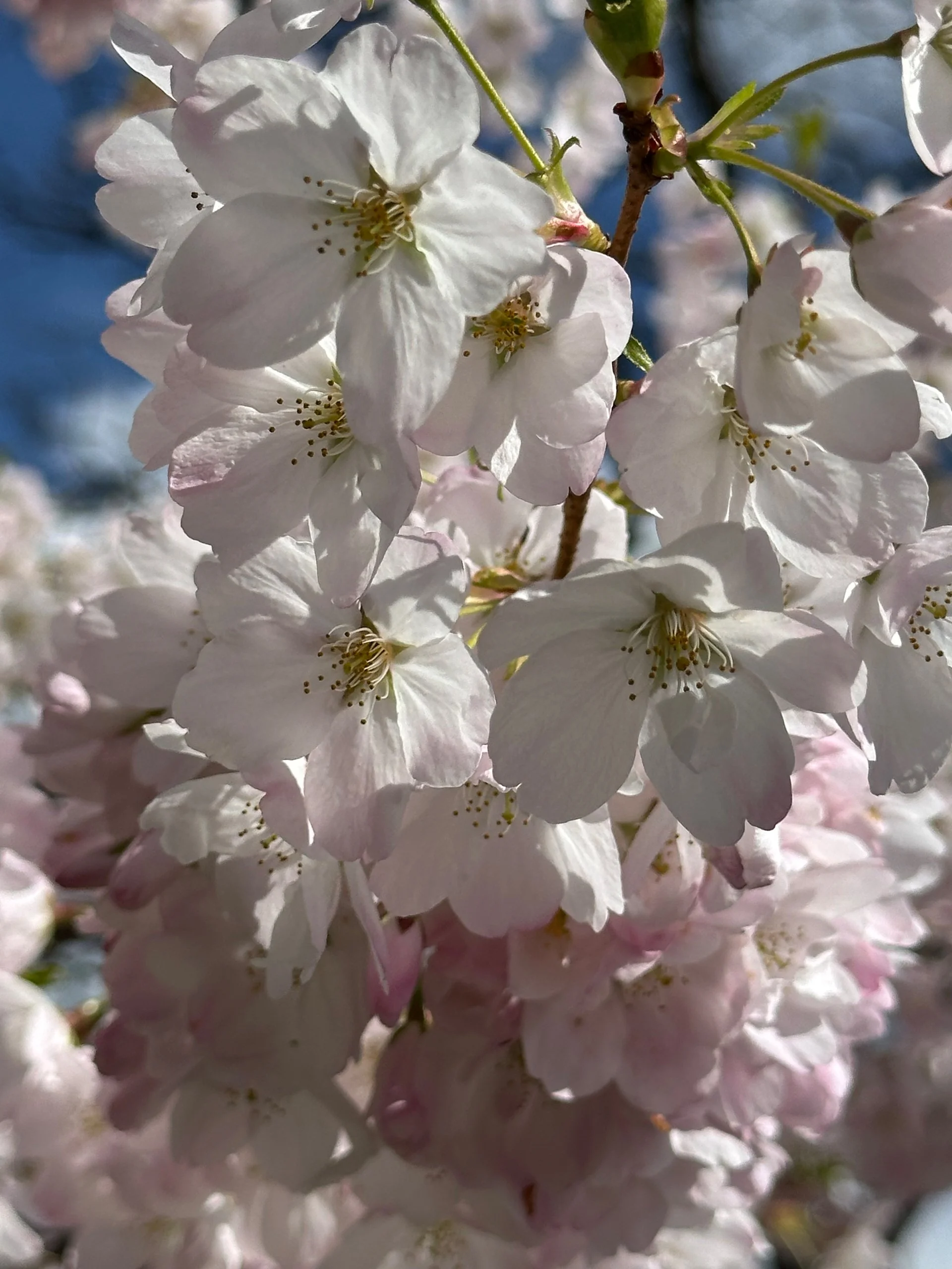 Cherry blossom close ups!
