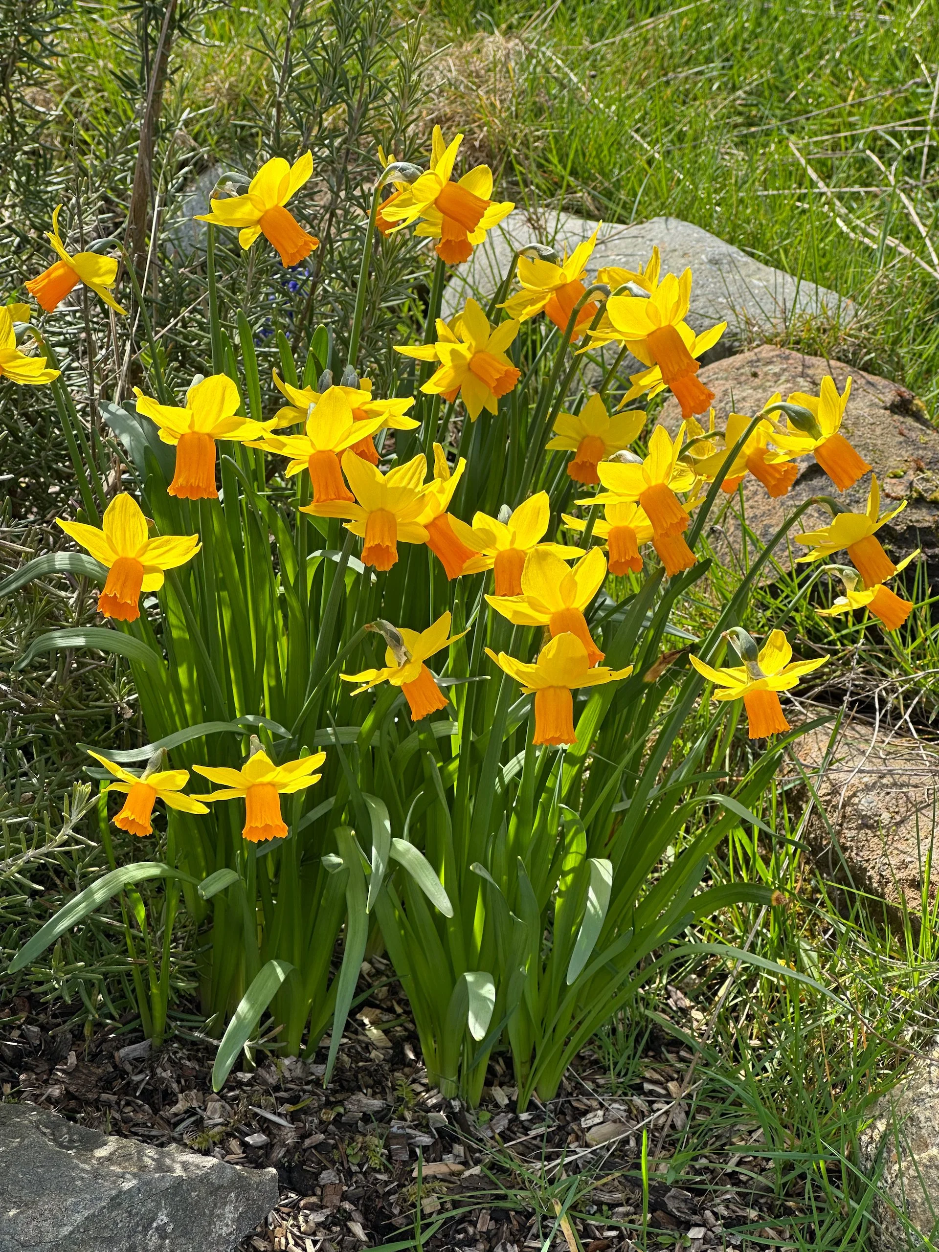 The daffodils in the fire pit garden are multiplying nicely.