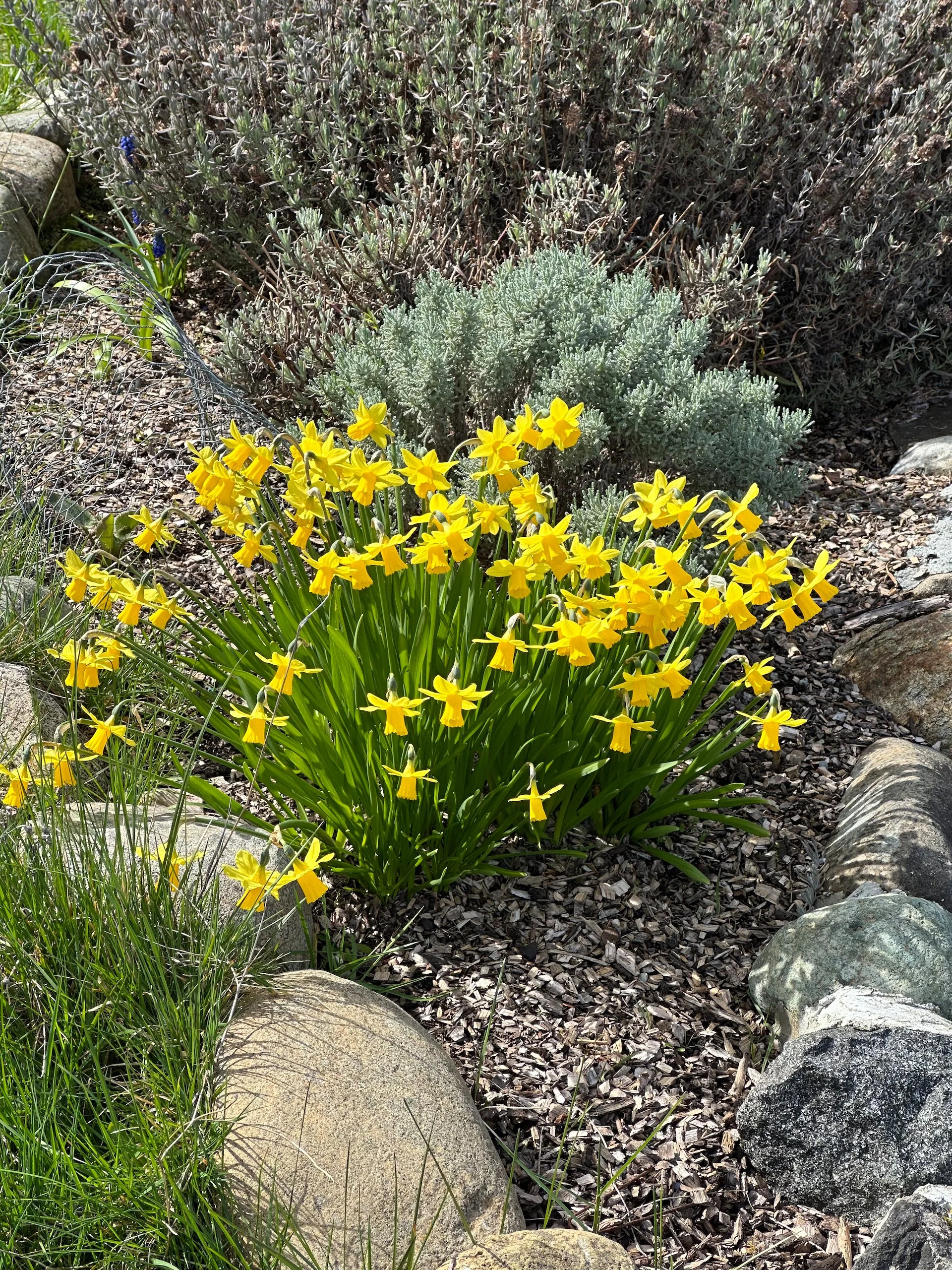 And the ones on the other end of the firepit garden.