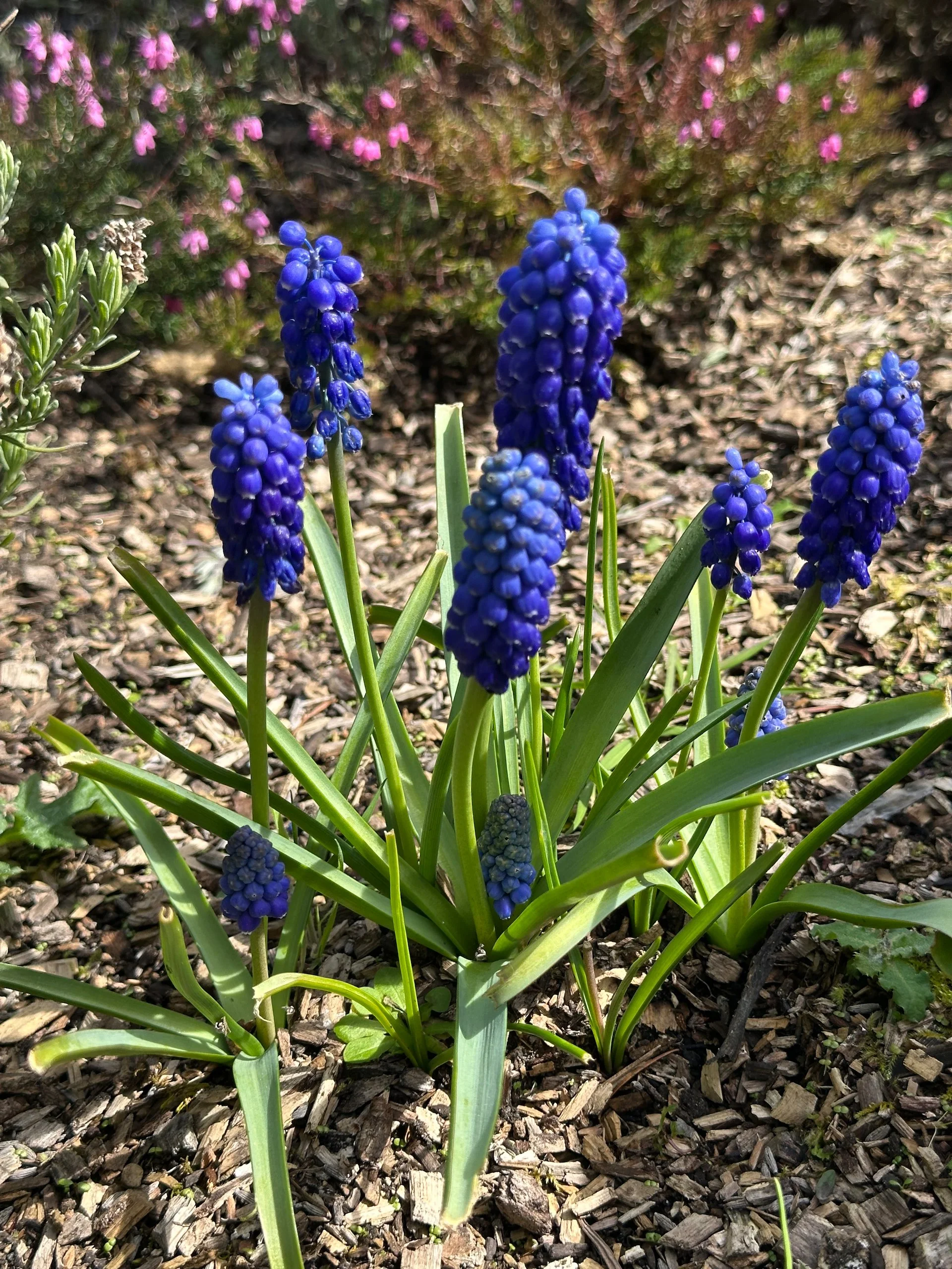 Grape hyacinths are one of my favorites.