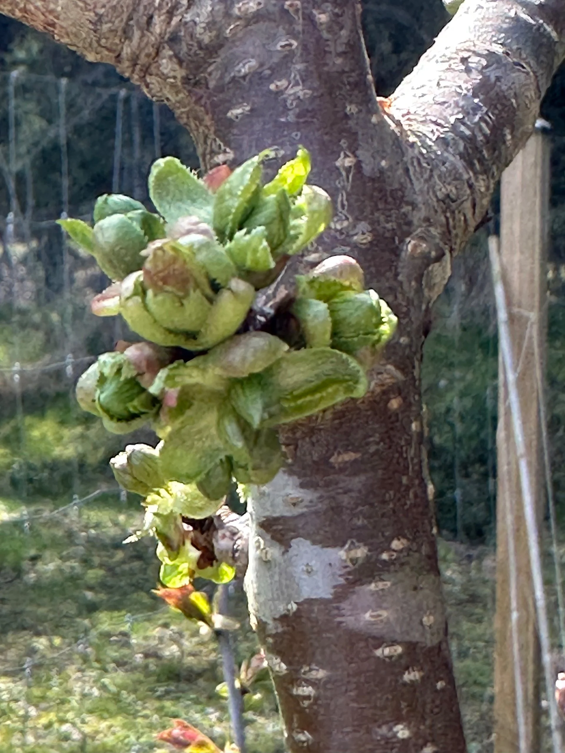 We’ve got lots of buds forming on the cherry trees.