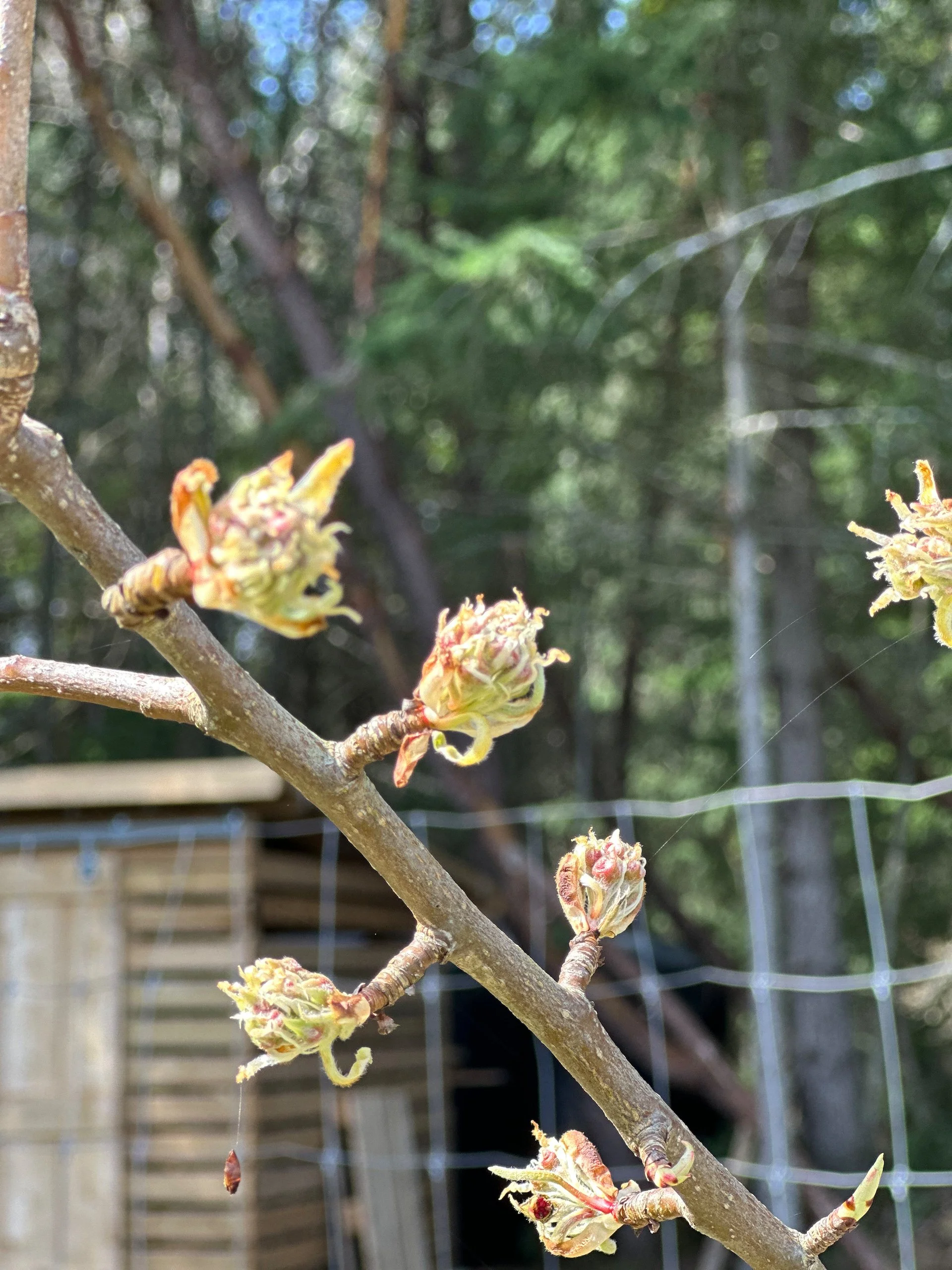 And the pear trees are also looking very good. There’s hope for fruit this year?
