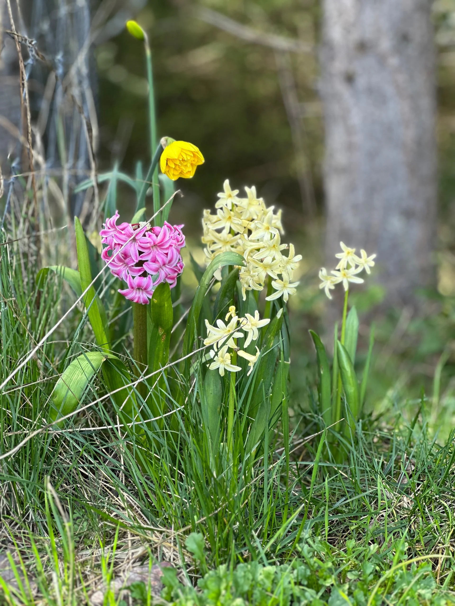 The random deer proof bulbs around the property are doing well and adding some needed colour.