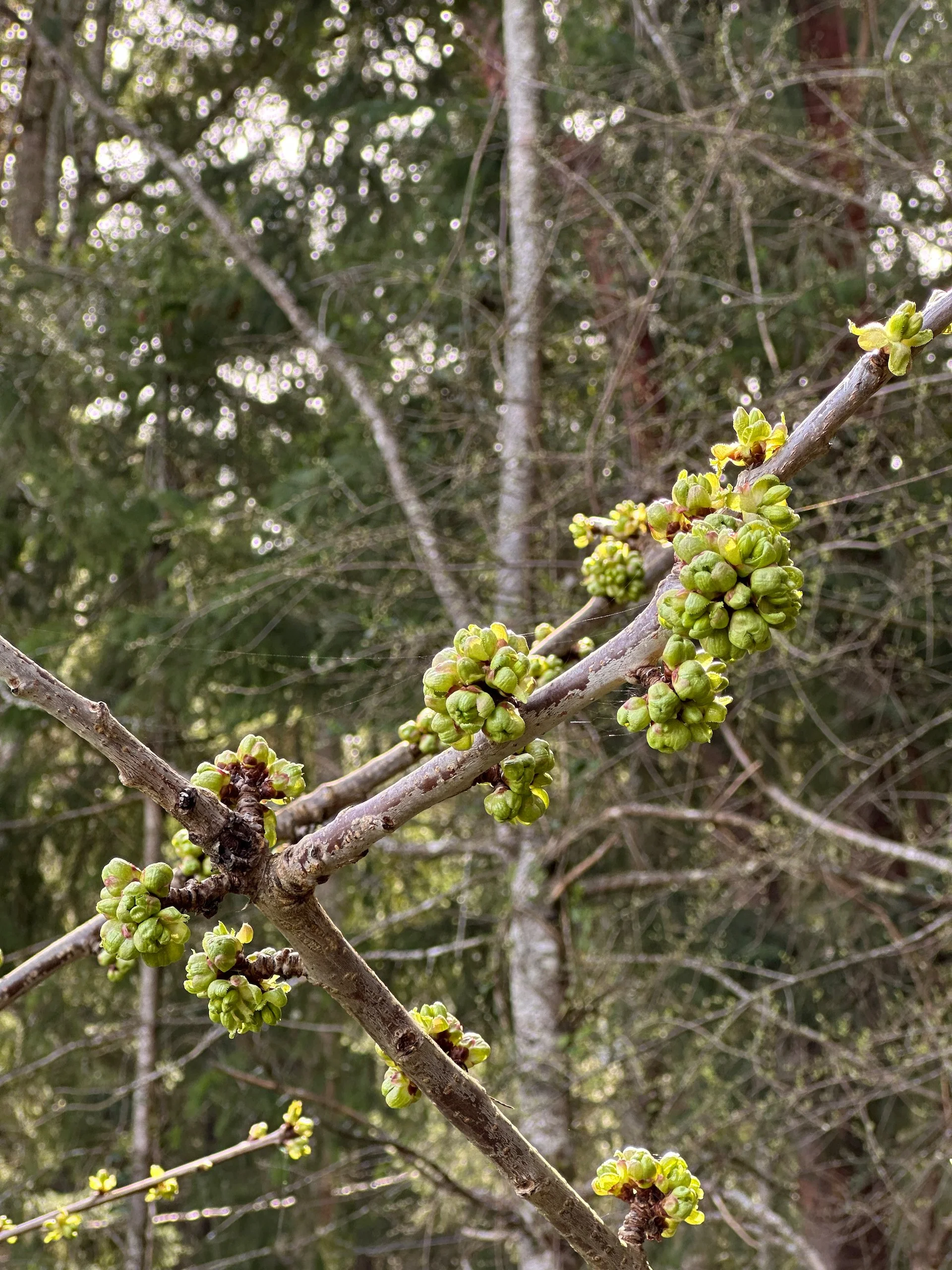 Our most mature cherry is just loaded with buds.