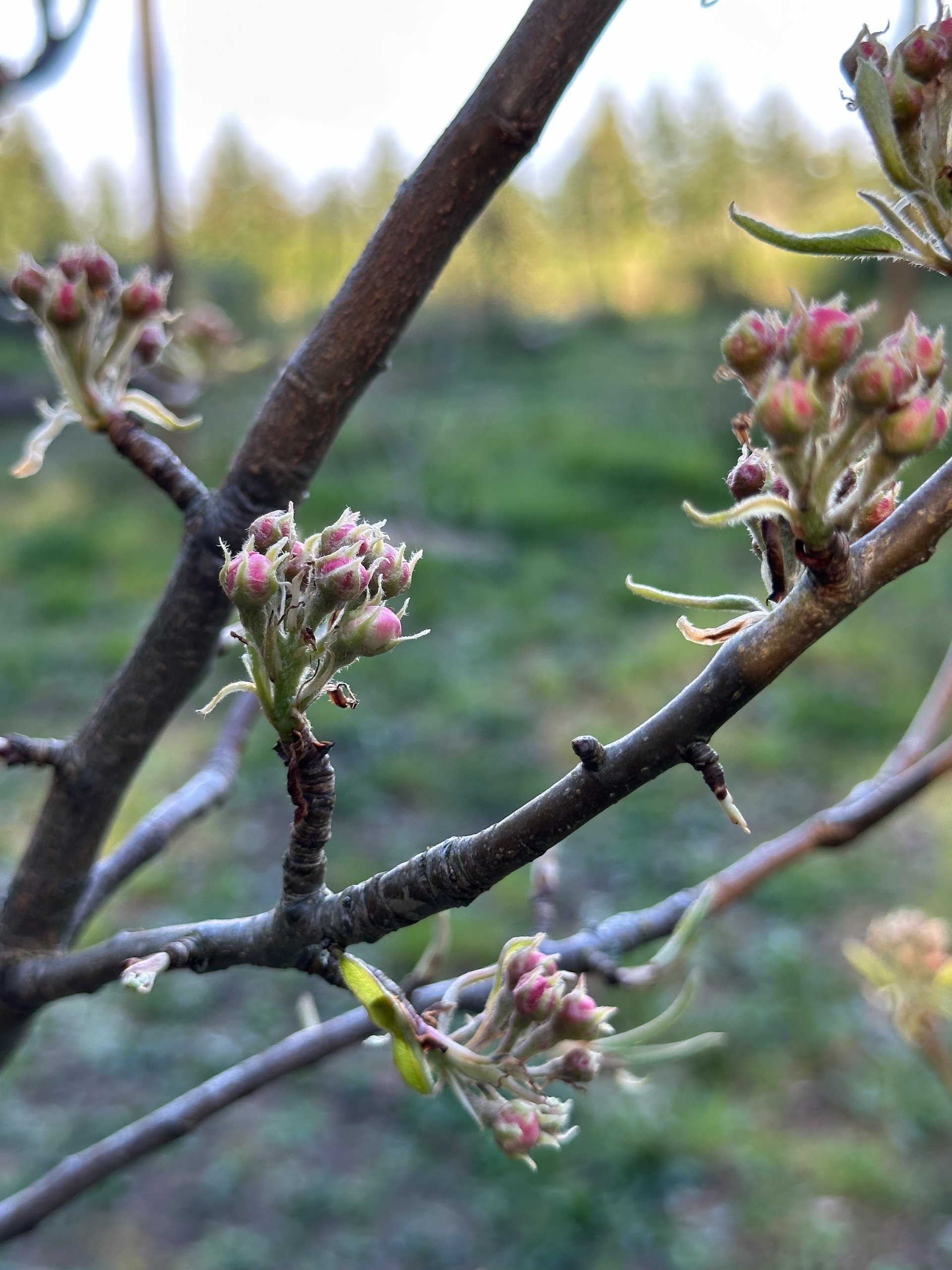  The pears also look like they will have a lot of blossoms. 