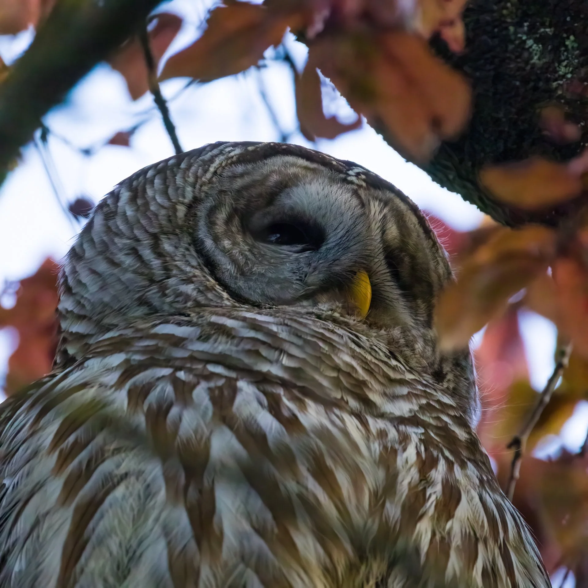  Close up of the male. 