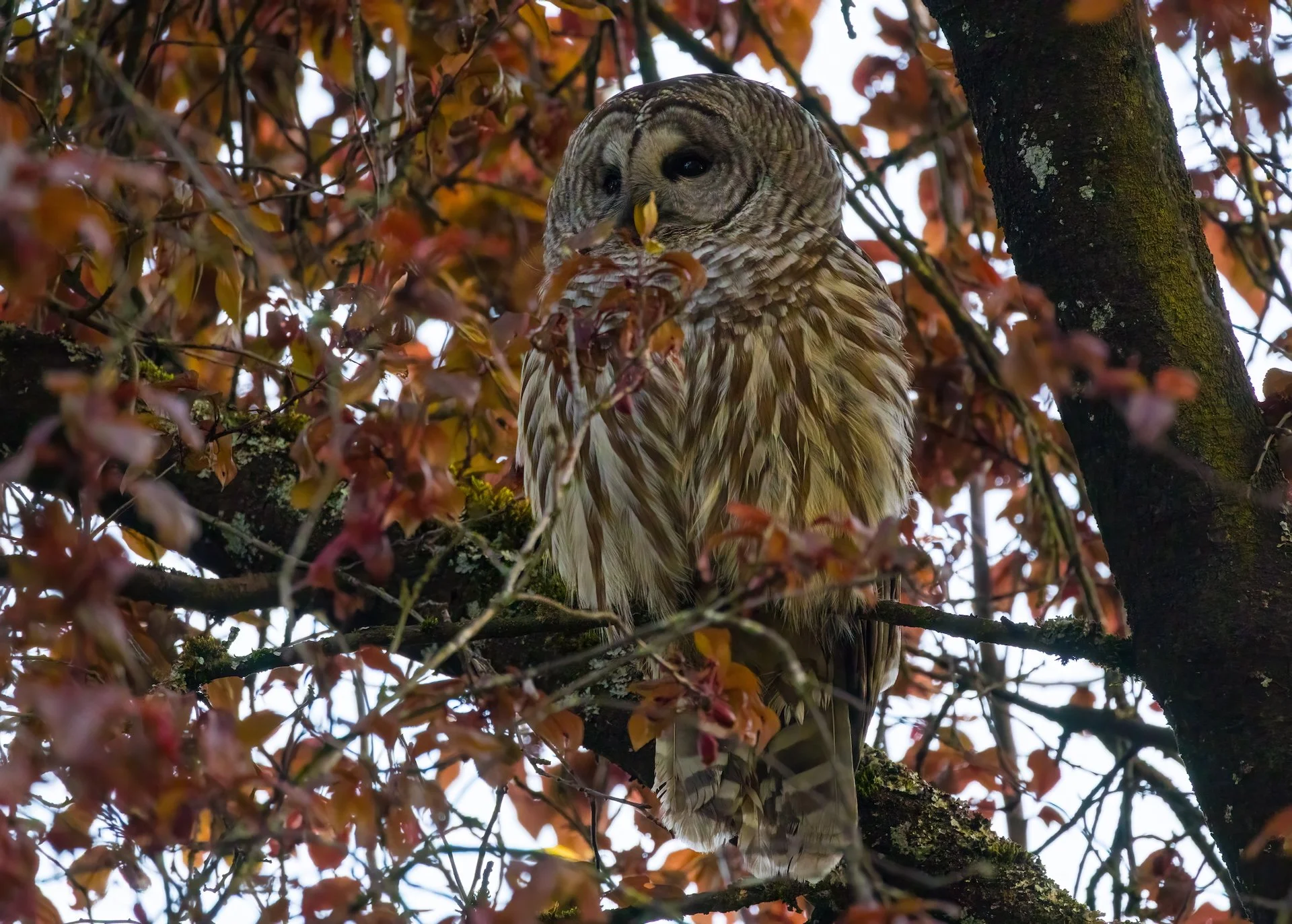  The male started out quite close to ground level, in a cherry tree right along the road. There was a pretty good crowd of people, but he didn’t see too perturbed by the paparazzi.  