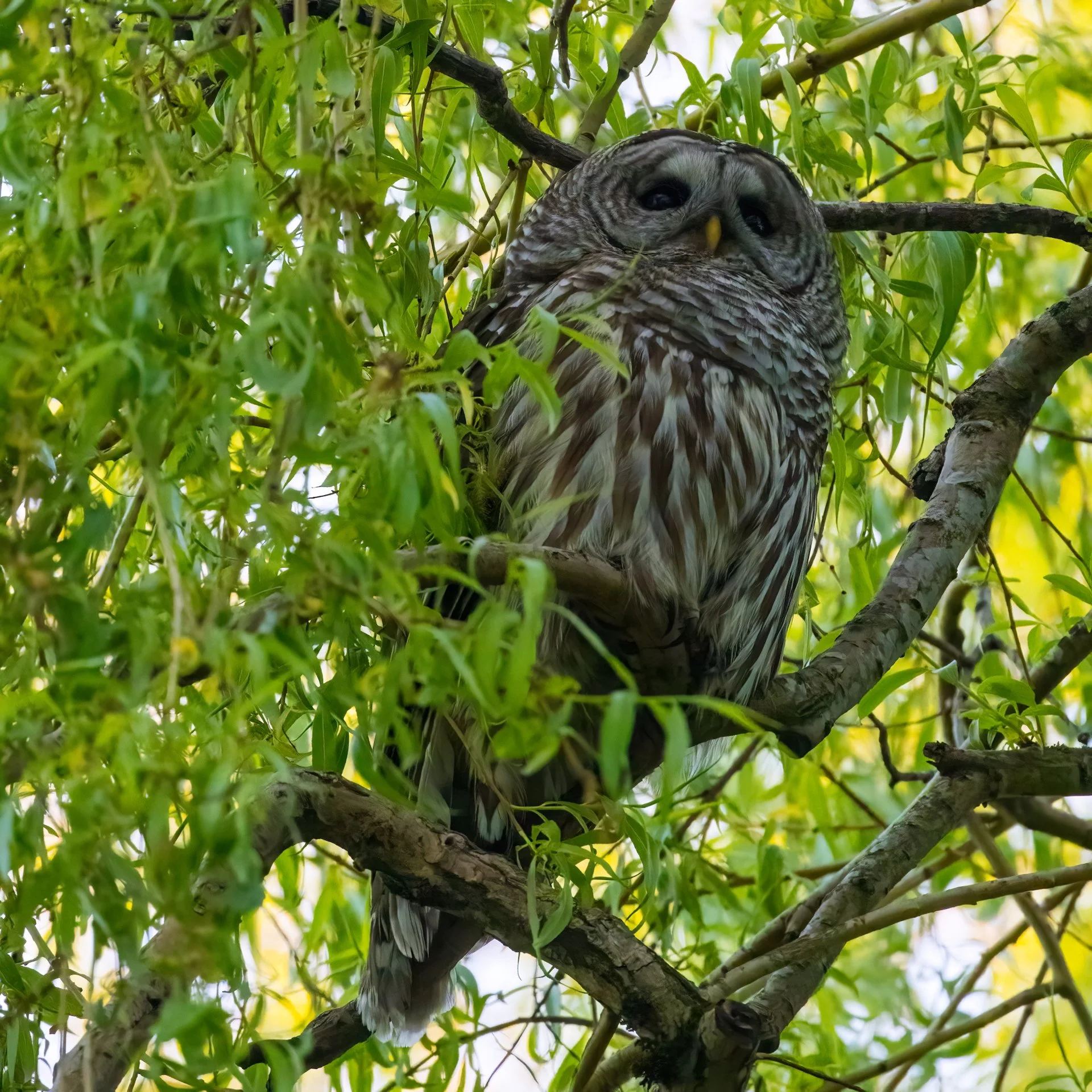  The crows eventually chased him up into the willow.  