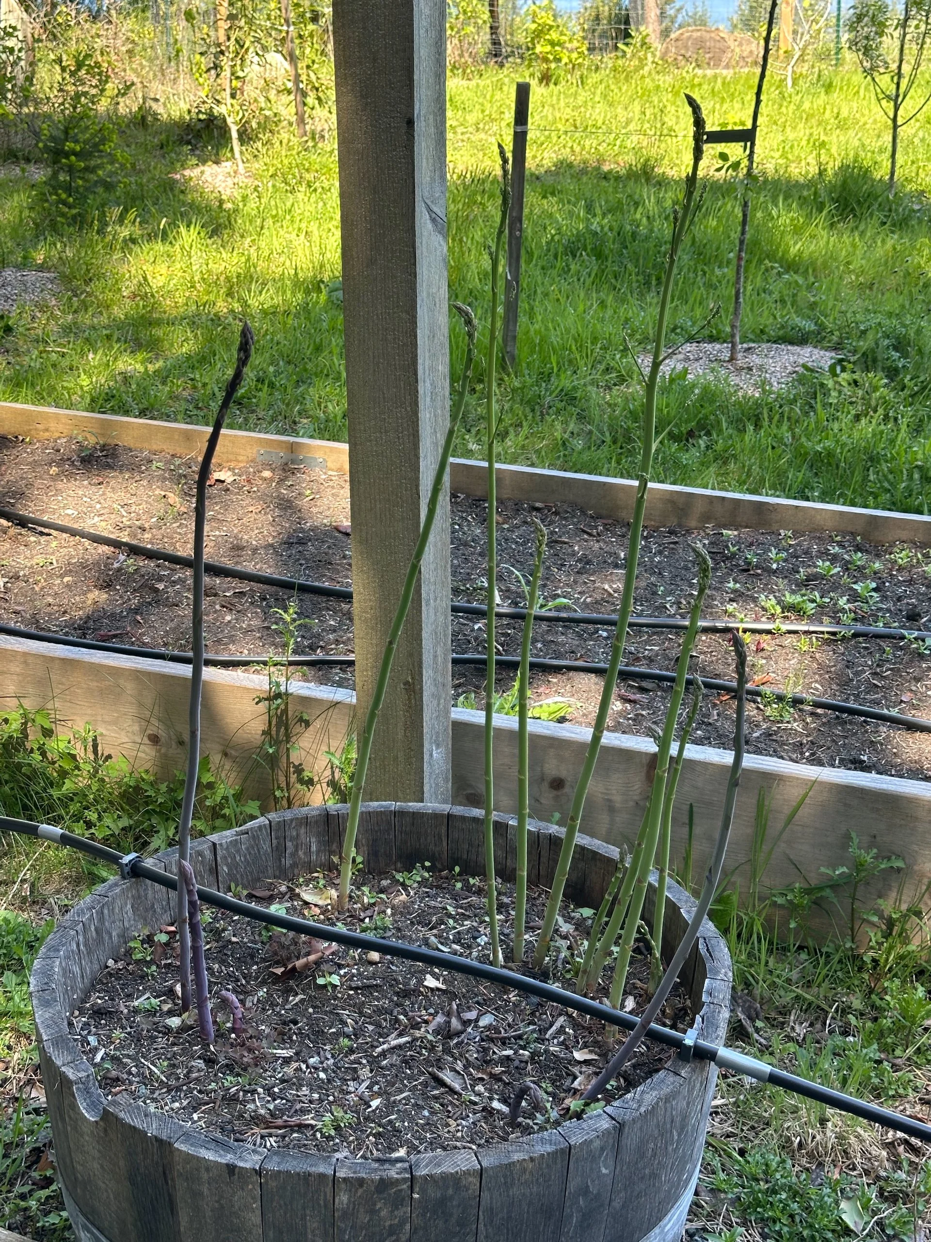  I am very excited this year, after three years of waiting, to finally be able to harvest asparagus! It got a bit too big in our absence, but still, this is the year. 