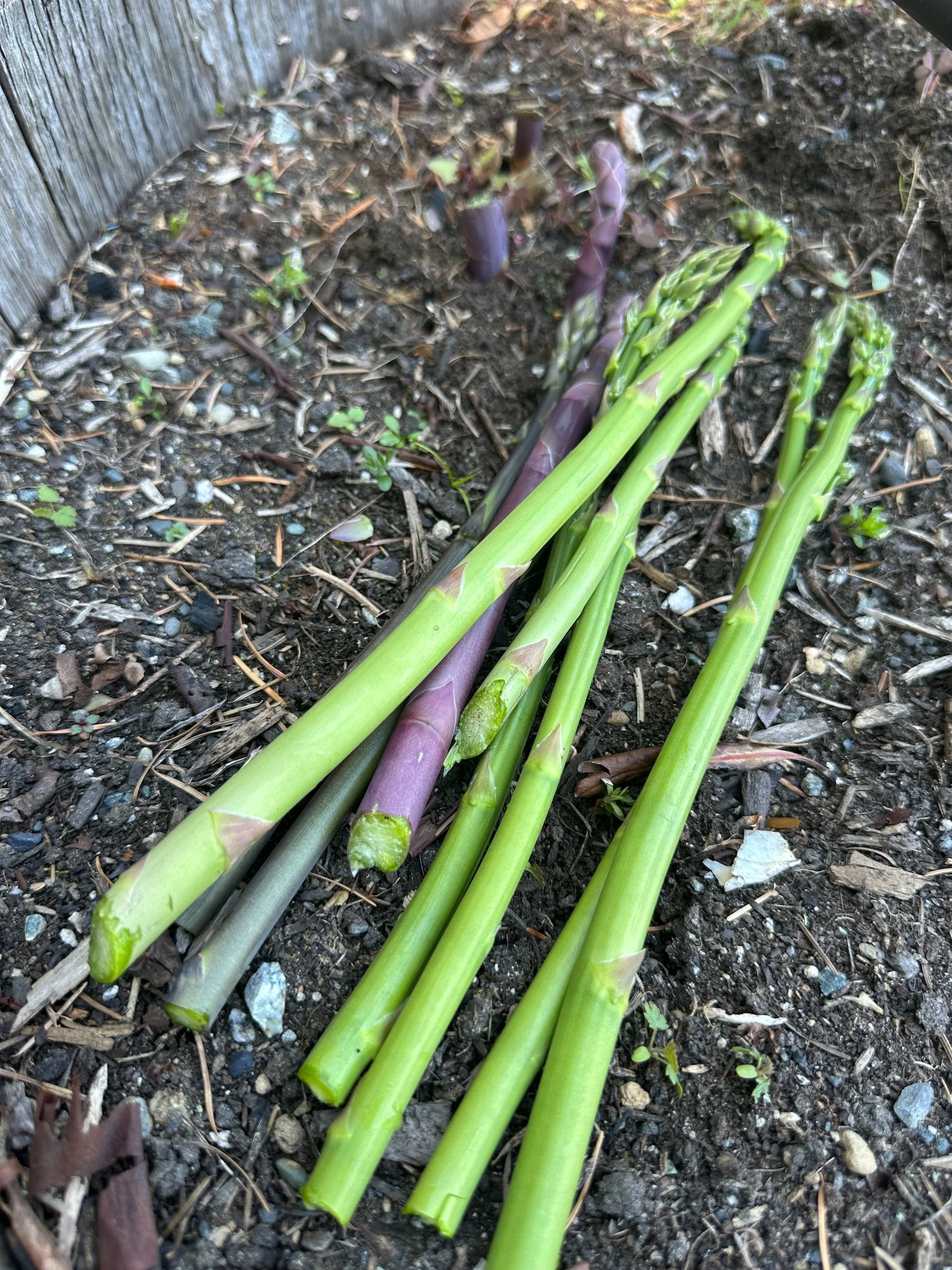  Not a huge harvest, but it was really tasty. 