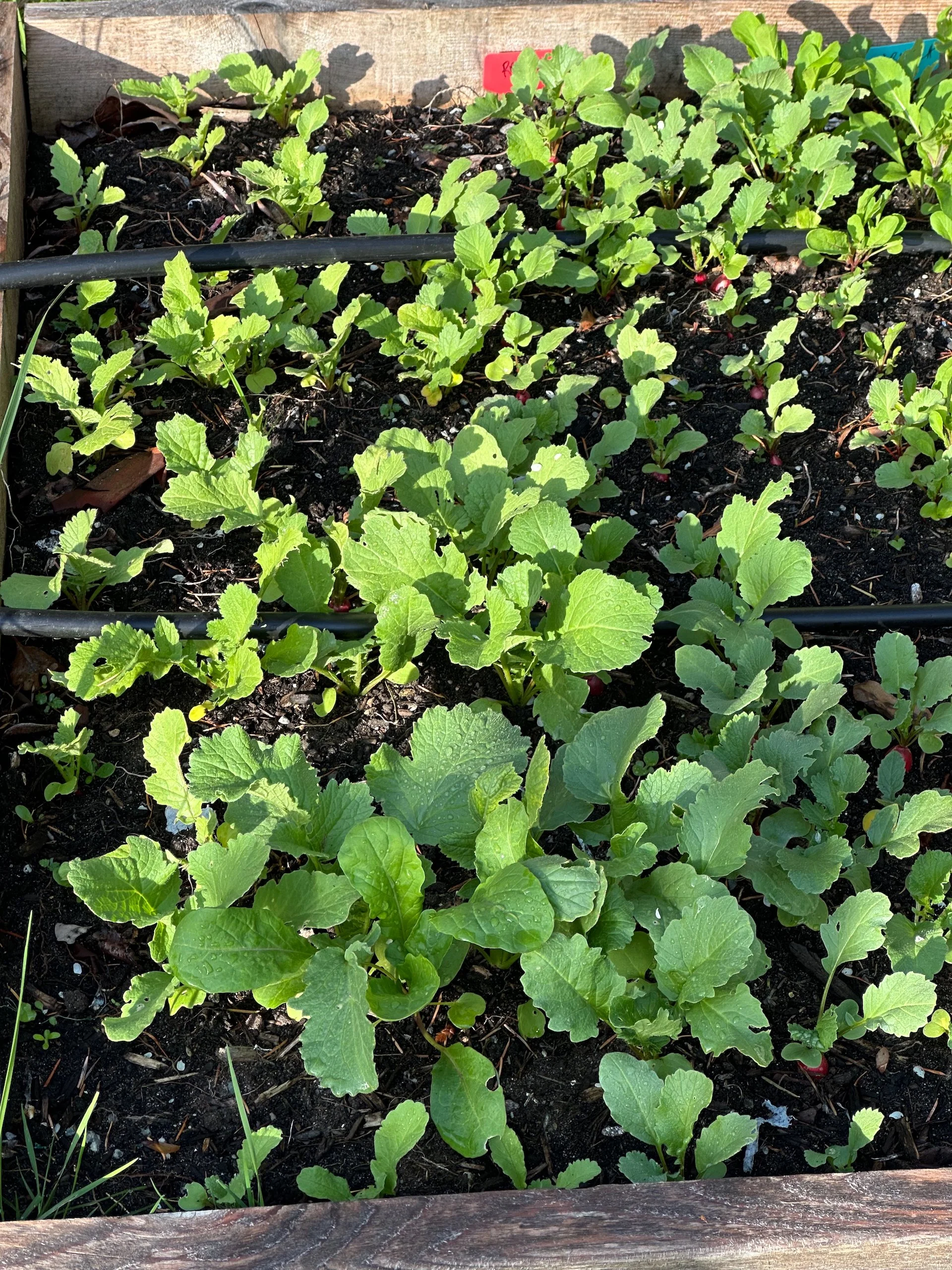  The radishes are coming in well. 