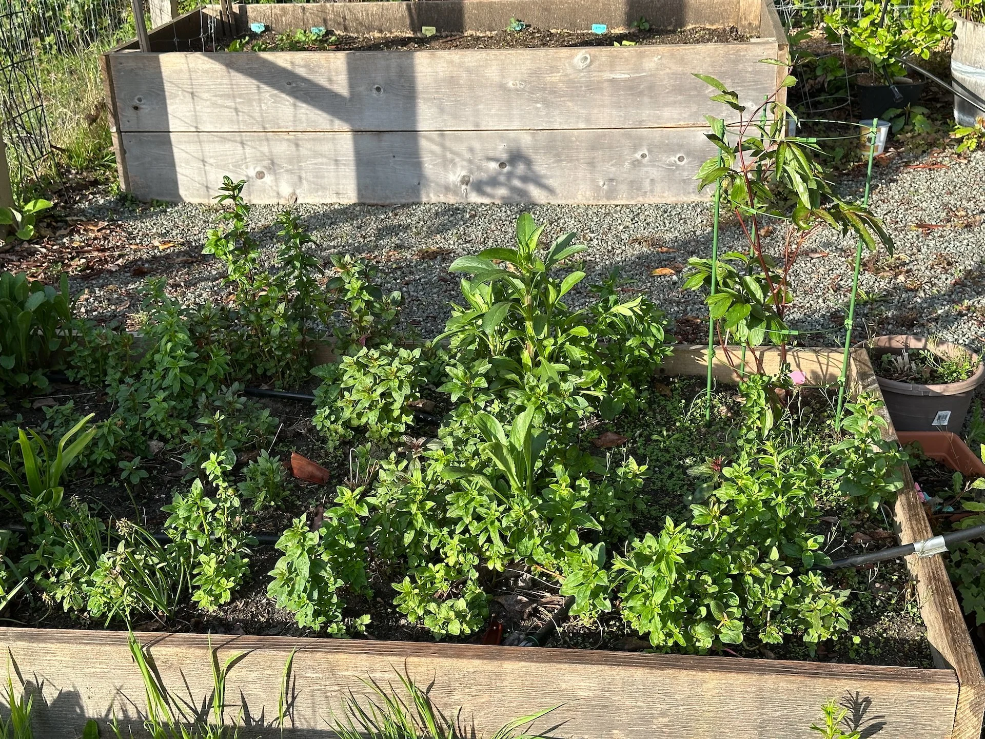  Justine’s flowers are also starting to really come in.  