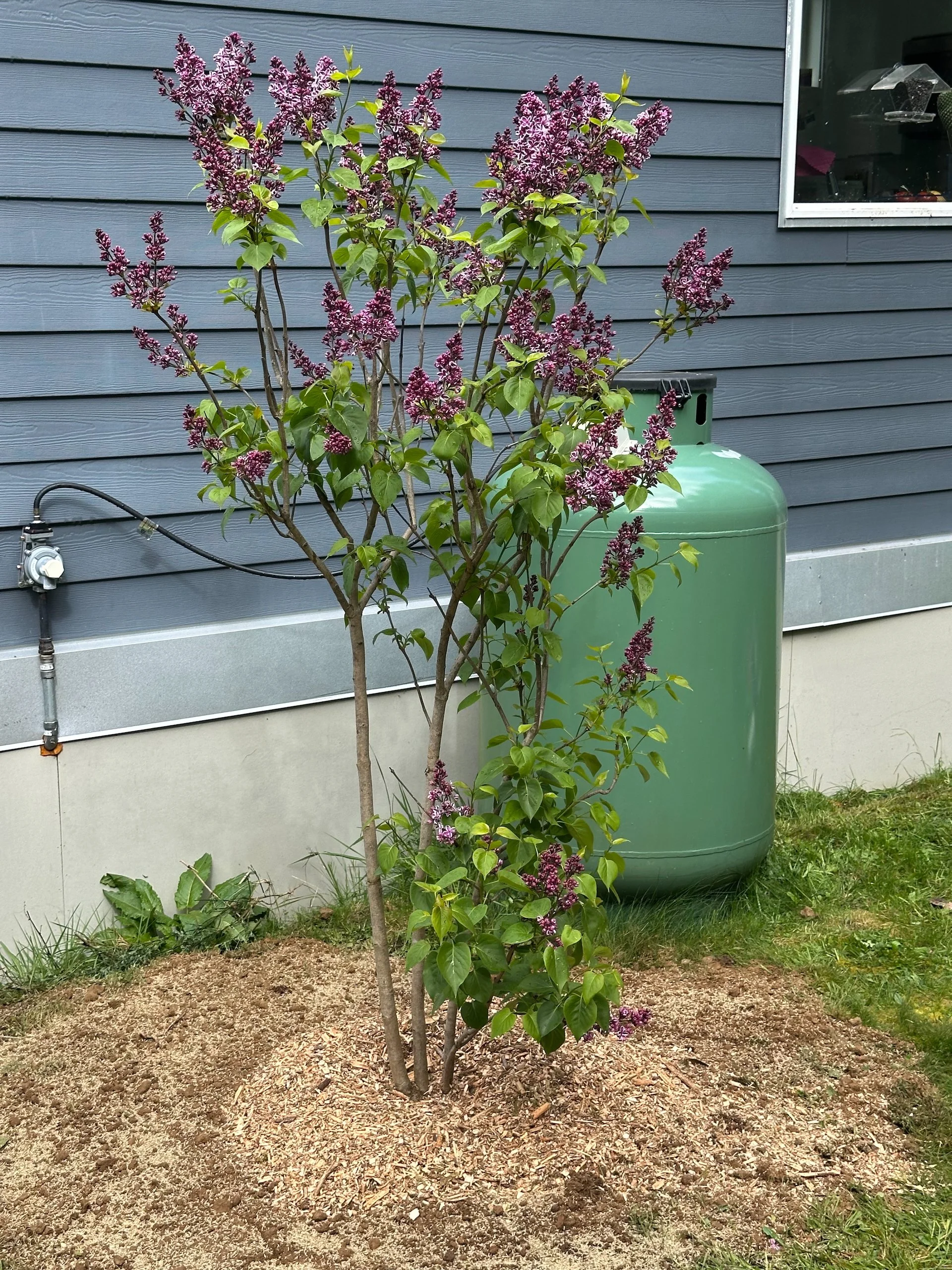  This amazing lilac was for sale at only $100. It was too good a deal to pass up. 