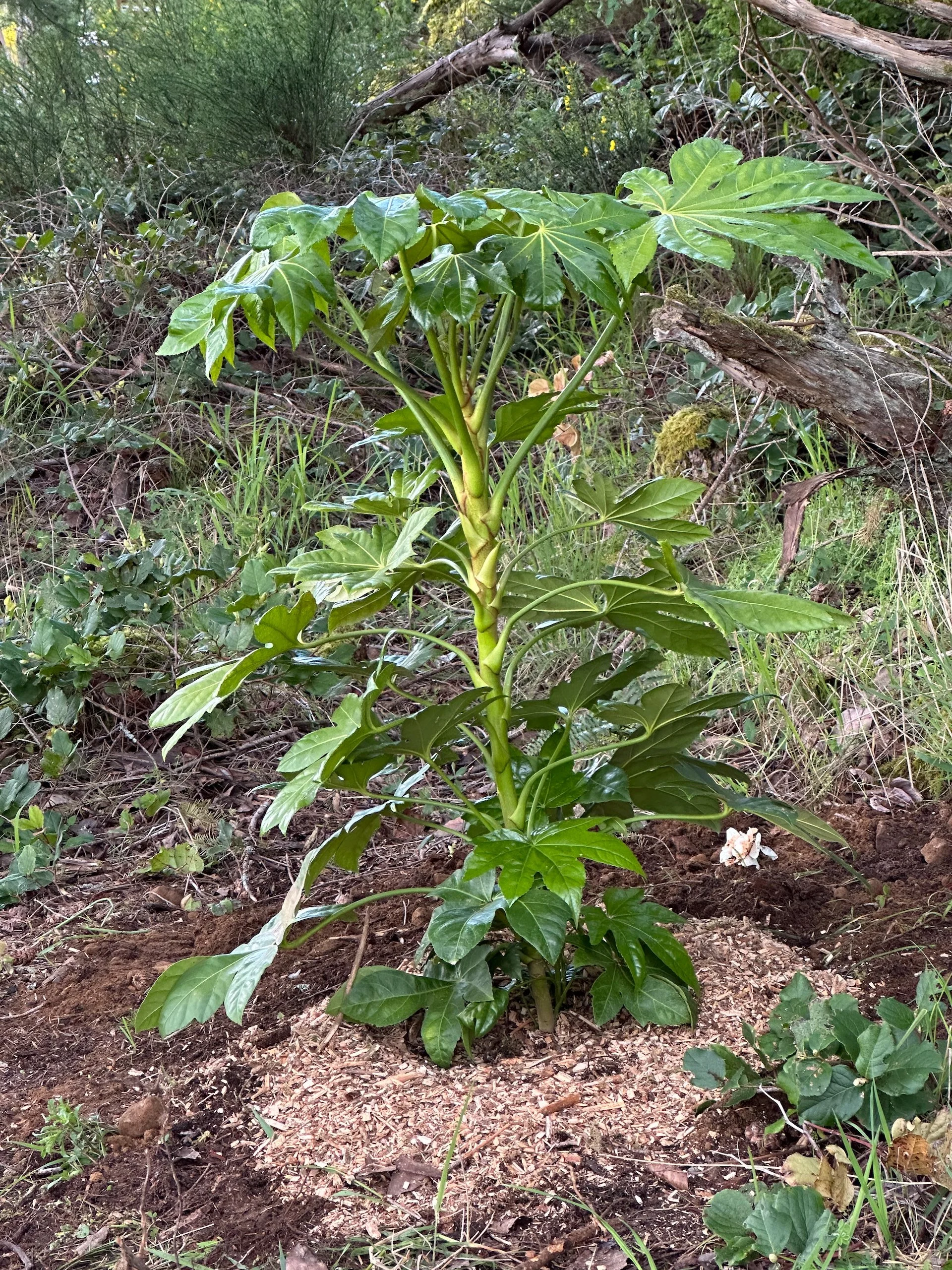  I can’t remember what this is called, but we had bought one last year and it had survived the deer. They can get huge, so we’re hopeful.  