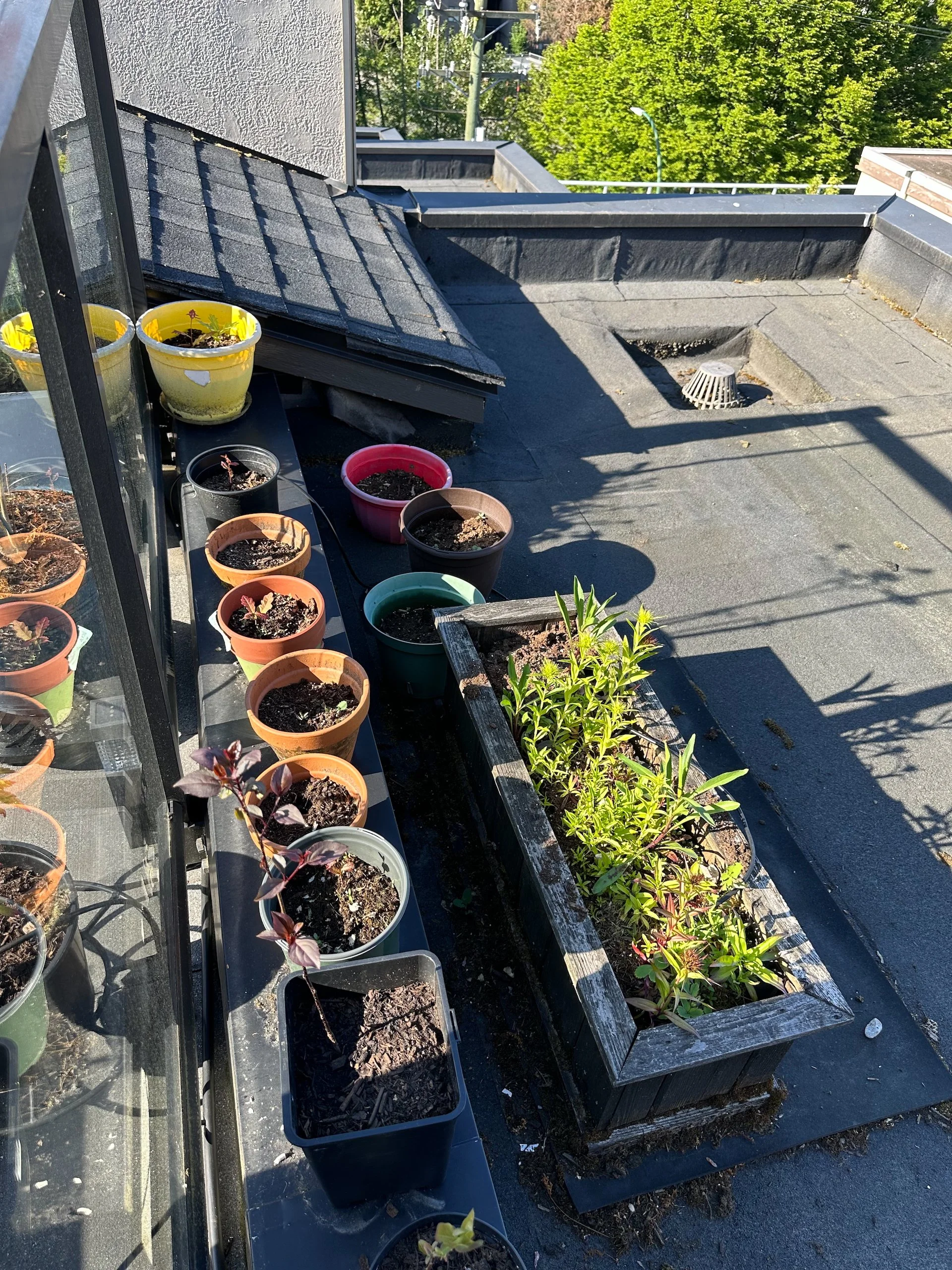  I’ve got a little nursery of tiny trees also going on the roof. I’m hoping for more survivors this year. 