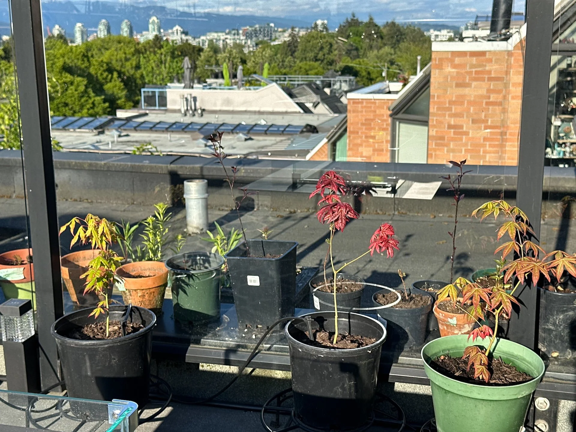  Our little Japanese Maples from the Home Show are doing great! 