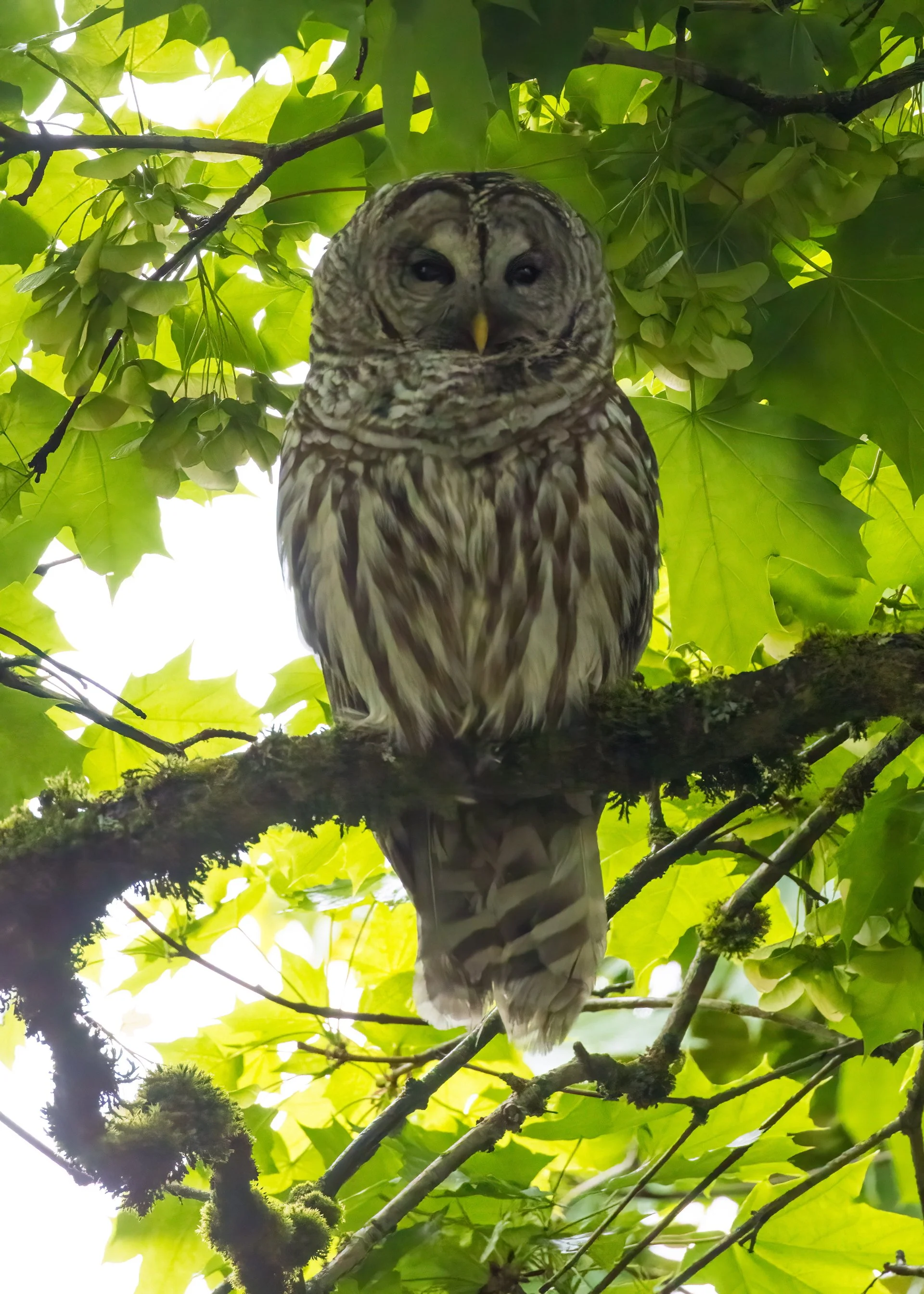  One of the adults was sitting up high in a maple. 