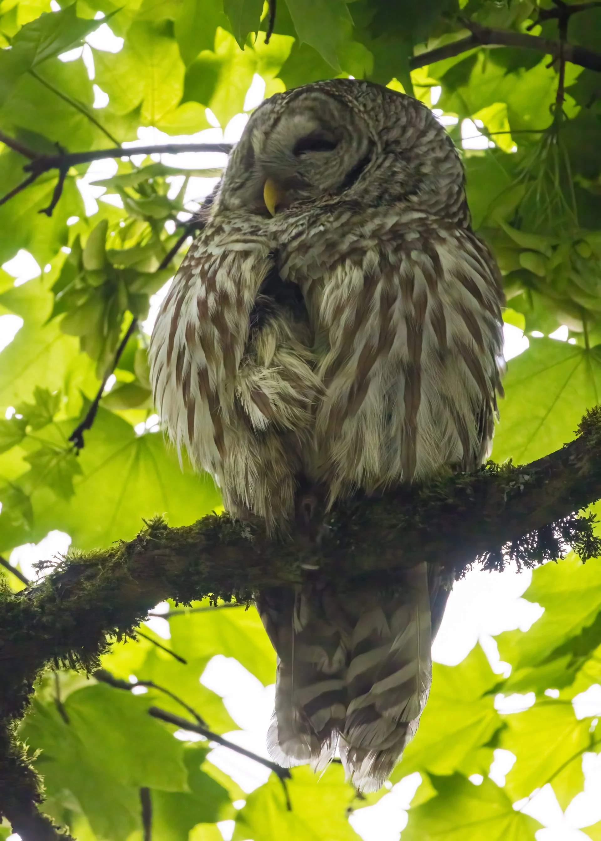 2025 05 Owls and Galiano - 2.jpeg