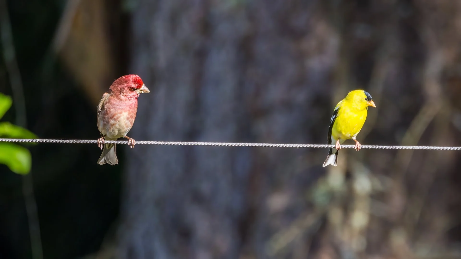  Purple Finch and Goldfinch, birds on a wire. 