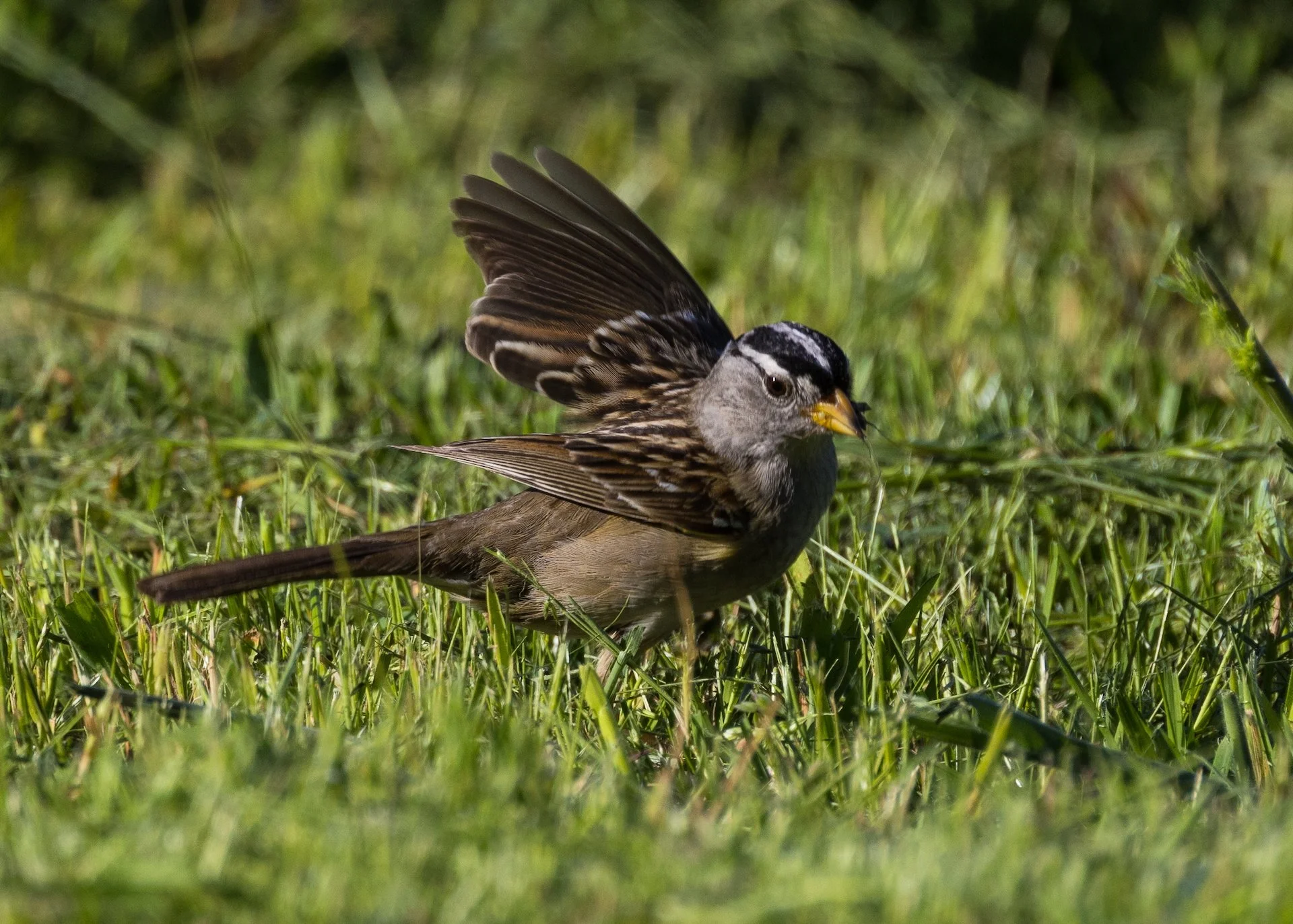  The white-crowned sparrows love it after I mow the lawn.  