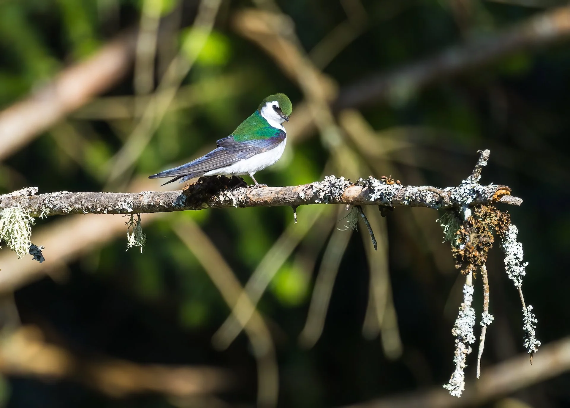  It’s always great when the violet=green swallows return.  