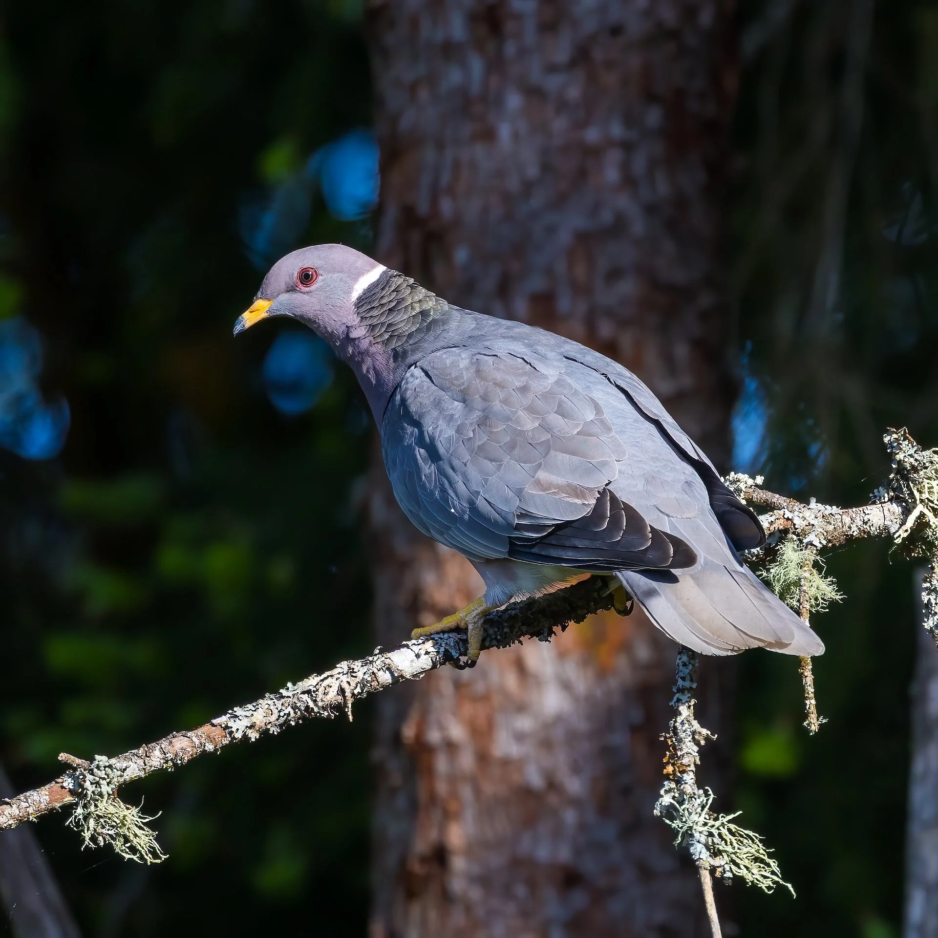  These dumb pigeons can barely get at the feeder, but boy do they try. 