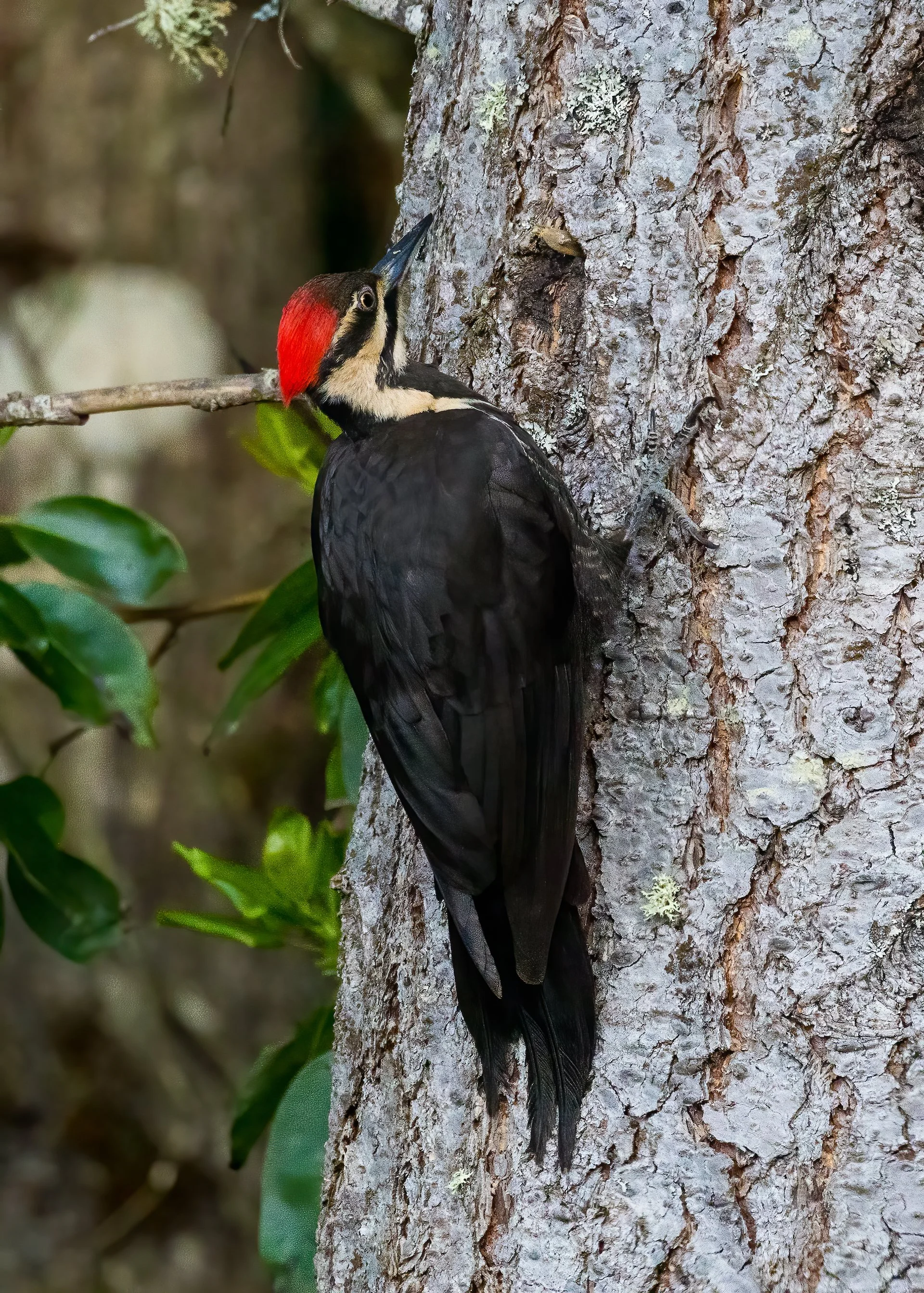  This pileated woodpecker was back and forth all weekend.  