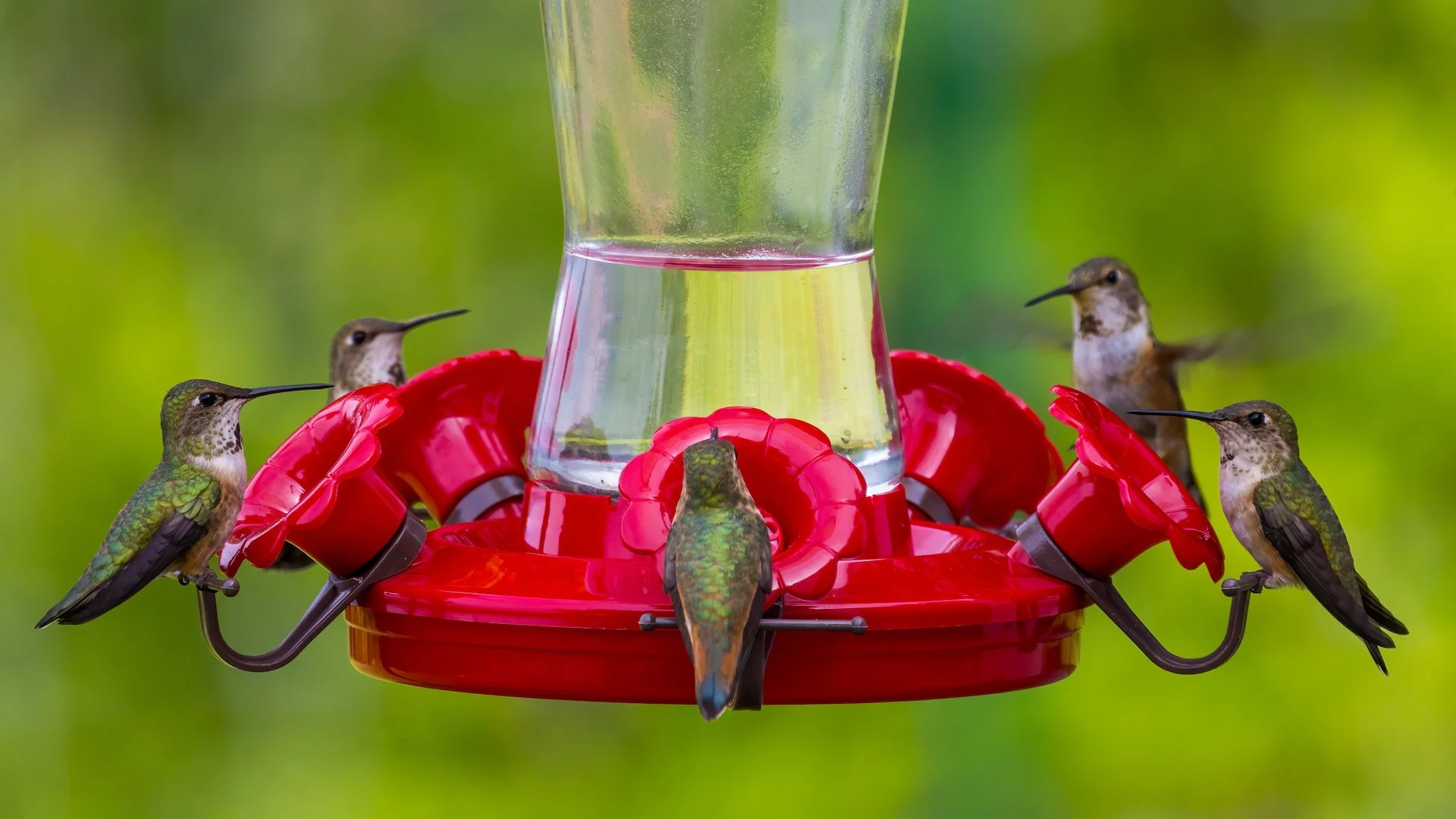  We’ll be at peak hummingbird soon. 